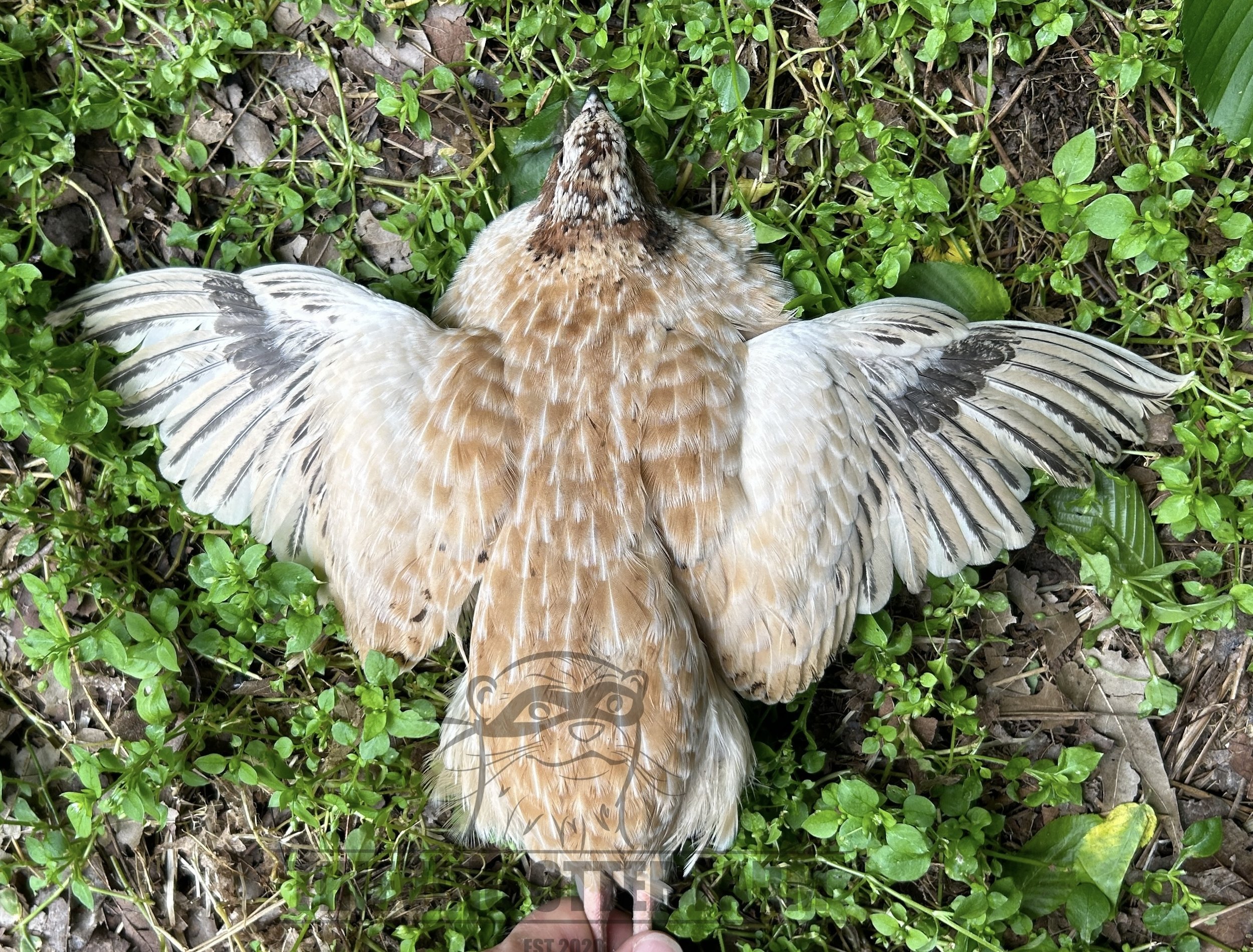 Manchurian rooster