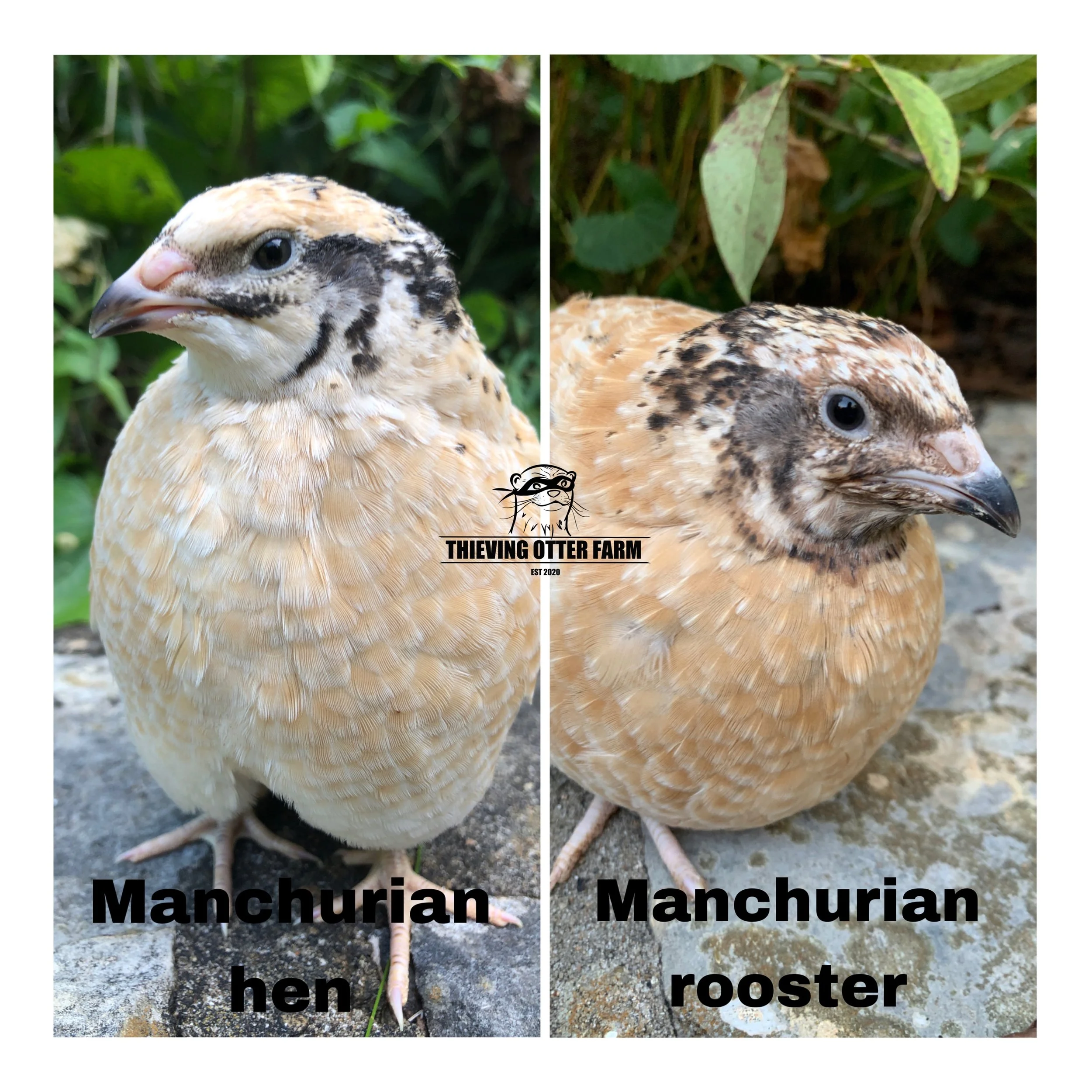 Comparison of a Manchurian hen and rooster