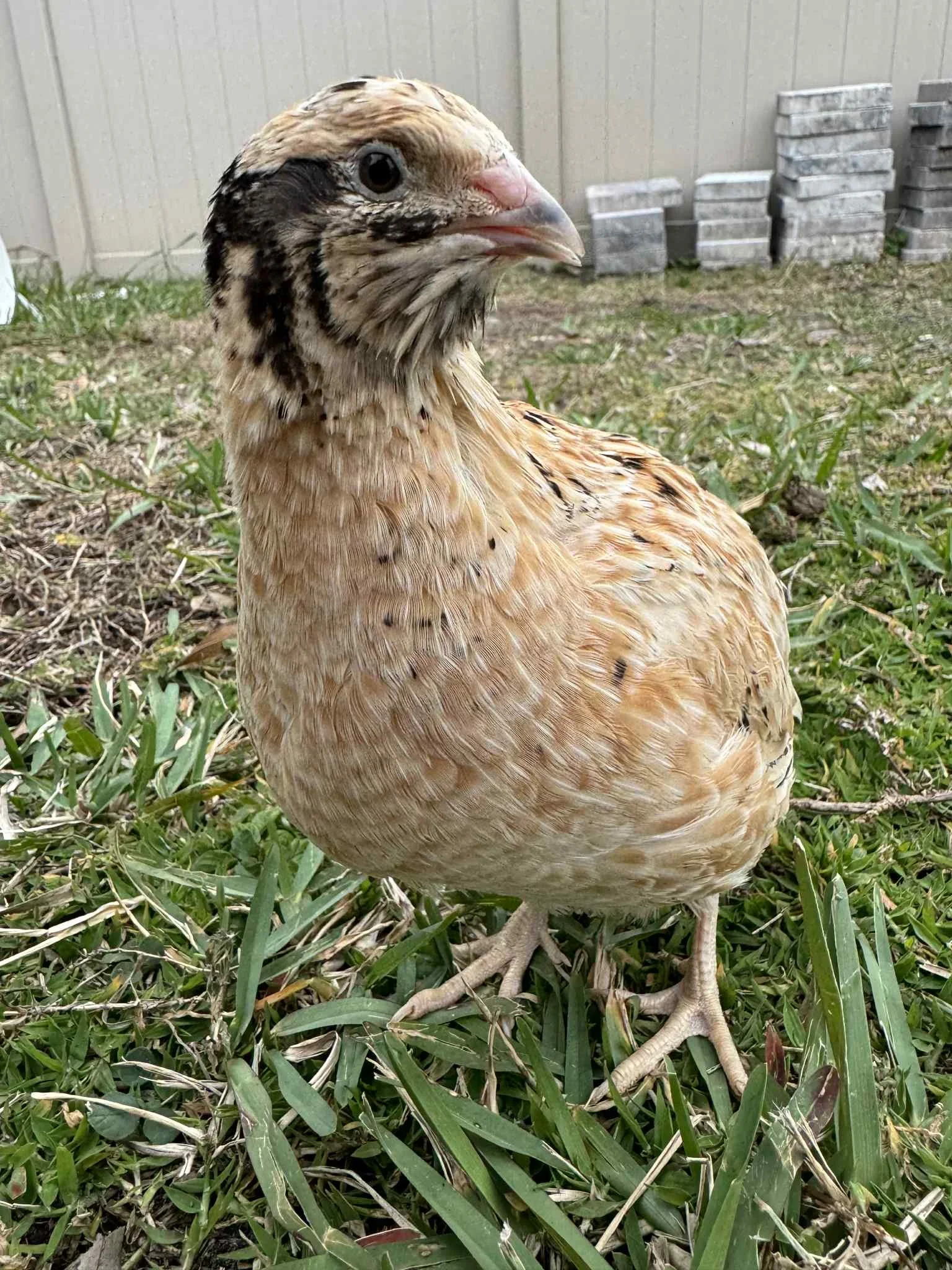 Manchurian hen
