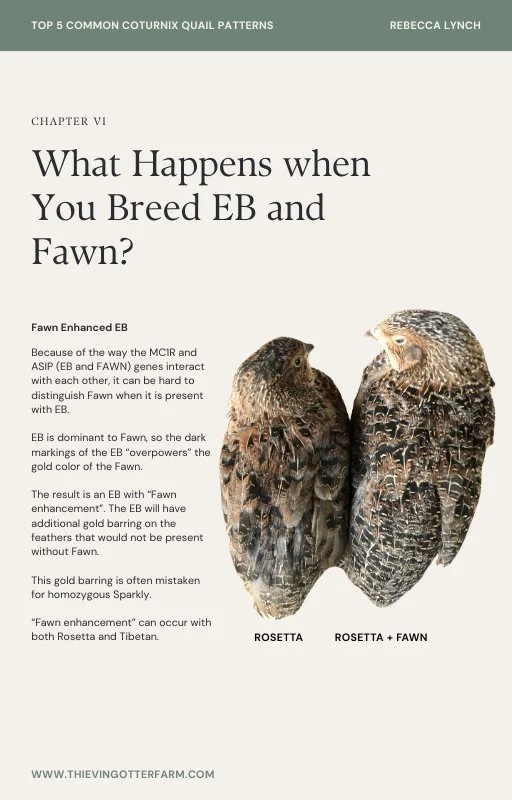 Fawn Enhancement.jpg