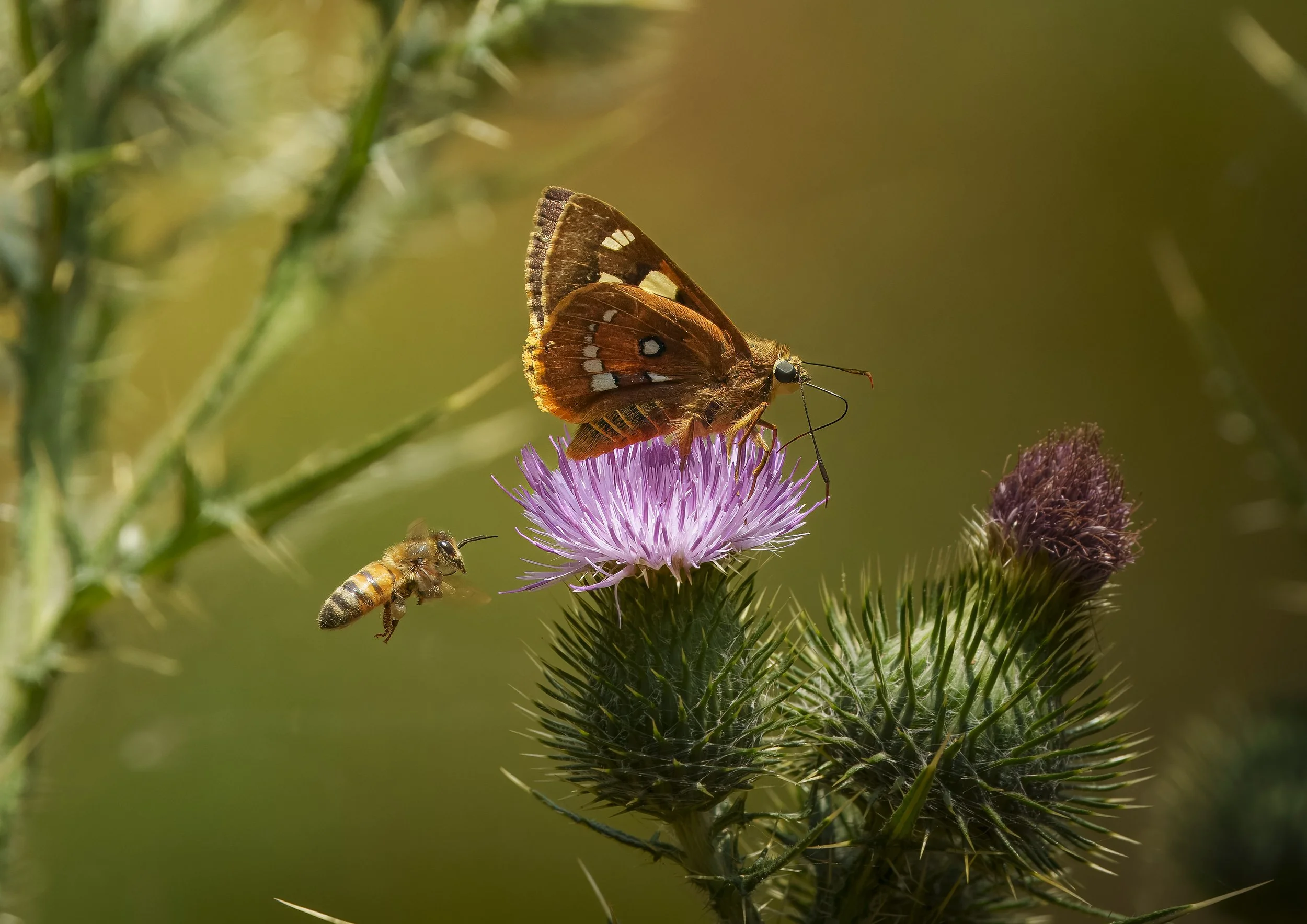 A butterfly with brown and white markings on a pink thistle flower, with a bee nearby, on a green spiny plant.