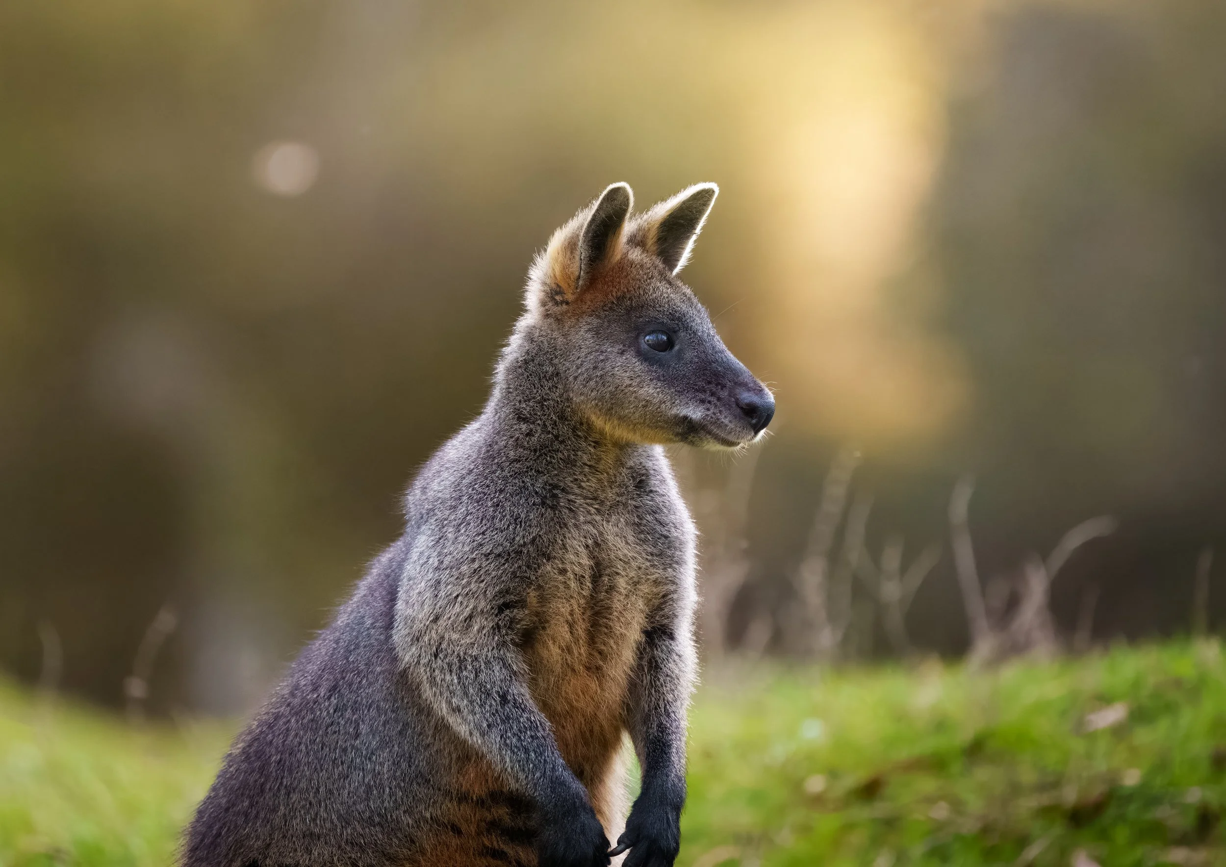 A young wallaby sitting outdoors on green grass, with blurred trees and sunlight in the background.