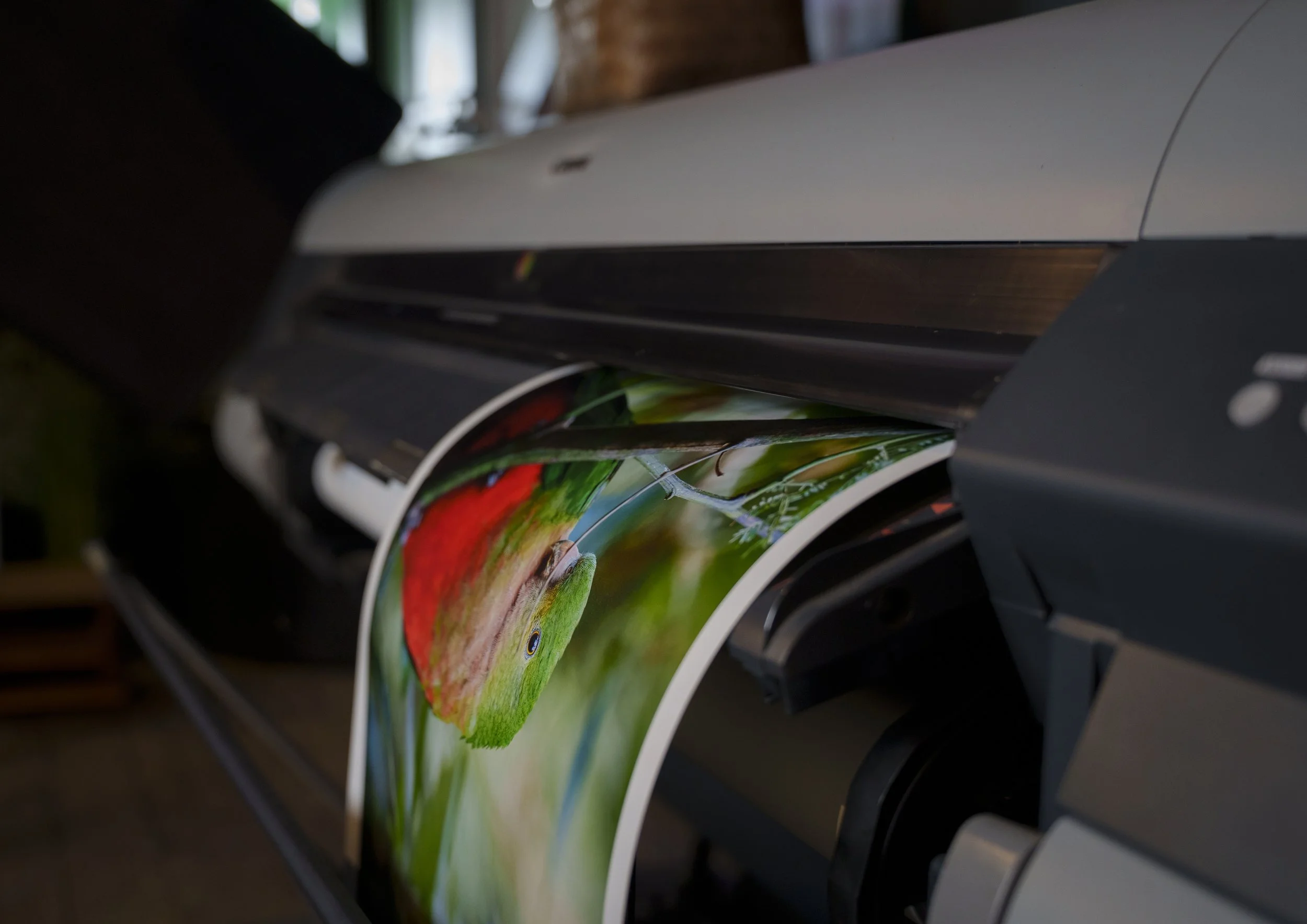 Close-up of a fine art wildlife photo coming out of a printer