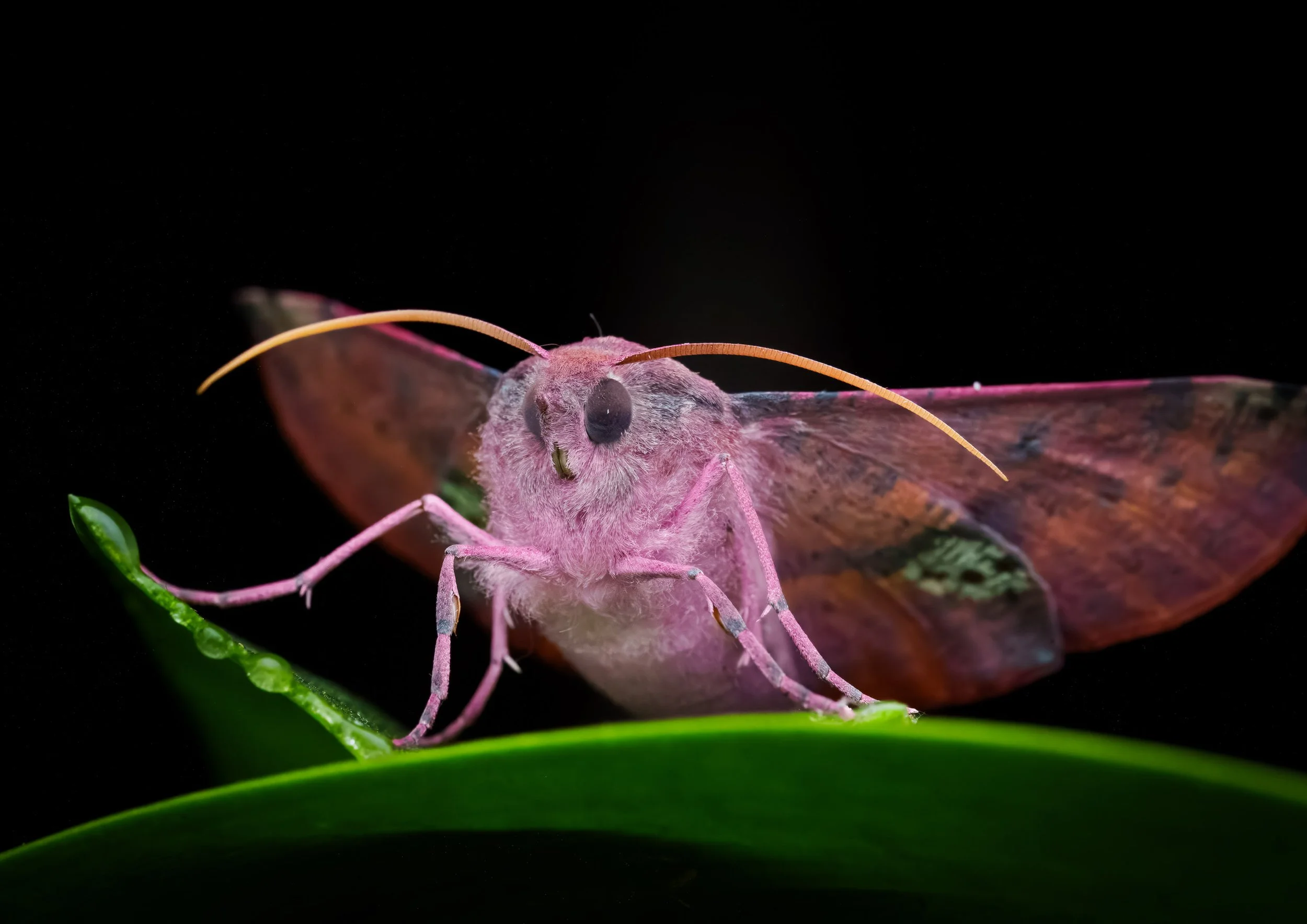 Close-up of a pink moth with long antennae resting on a green leaf against a black background.