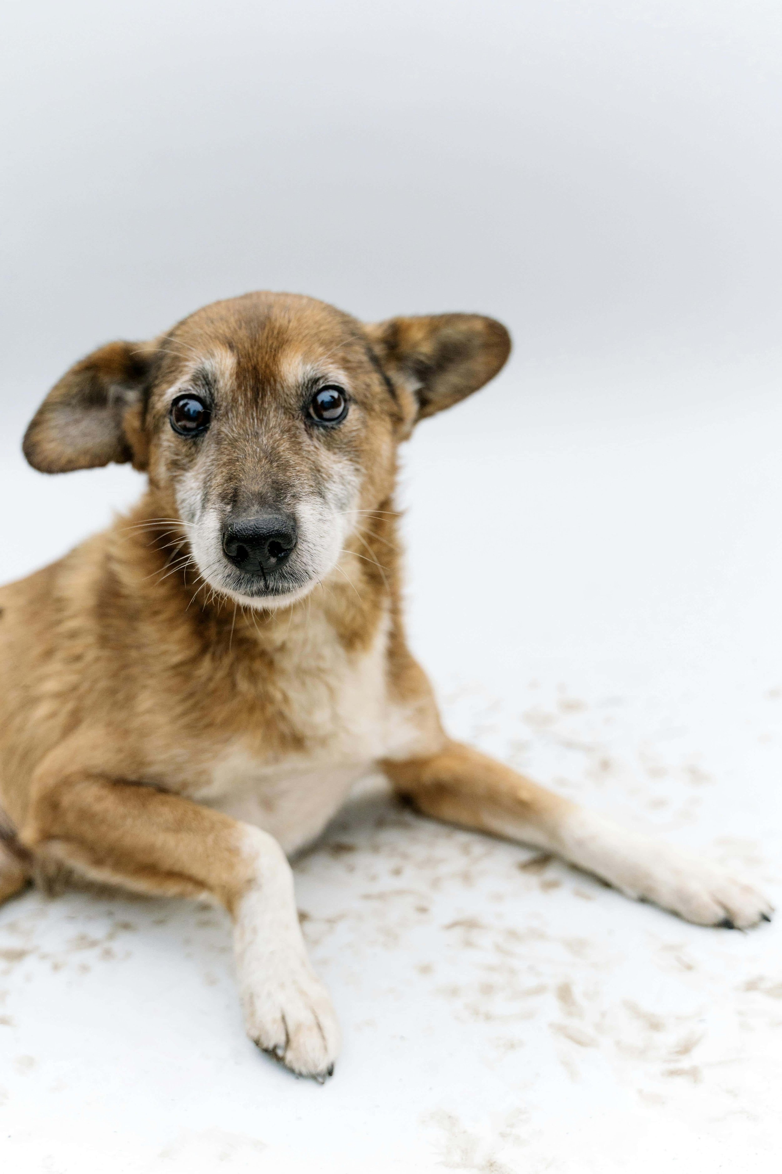 Ageing Gracefully: Our Top Tips to Support Your Senior Pet