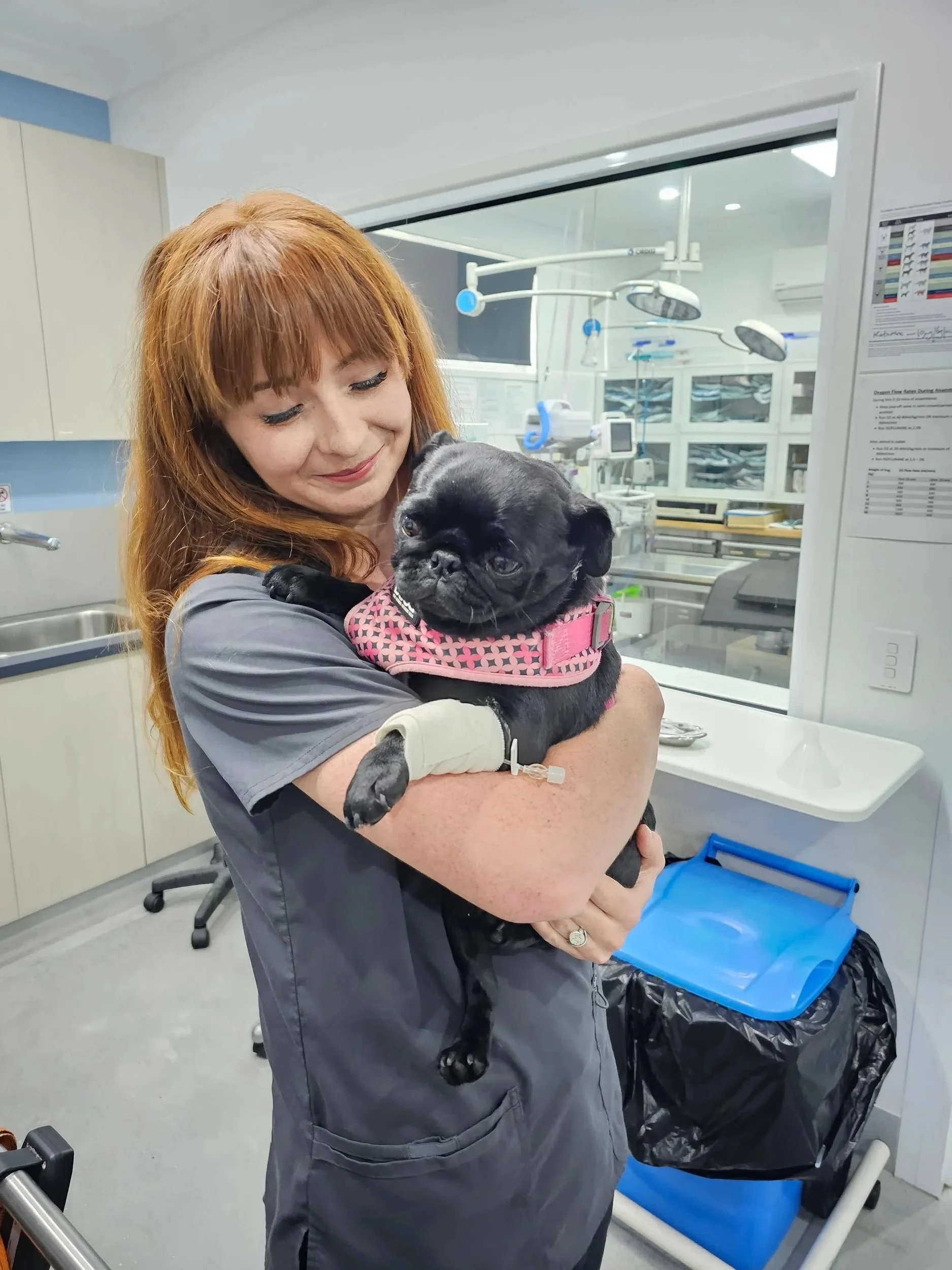 Understanding Brachycephalic Dogs: Caring for Our Short-Nosed Friends