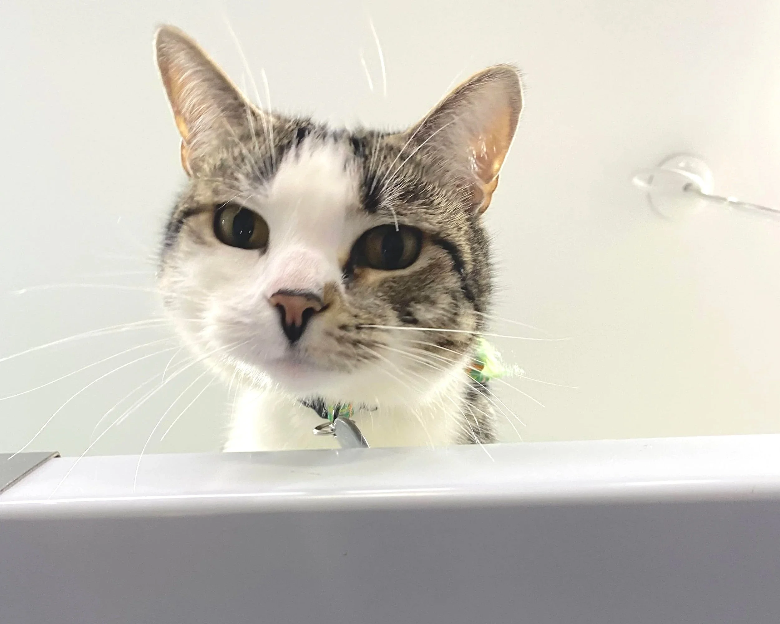 10 Simple Tips to Bust Boredom for Indoor Cats