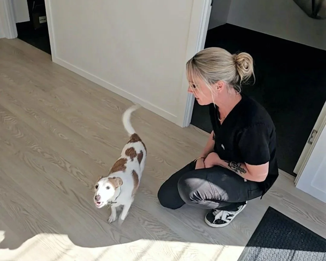 Managing Storm Phobia in Pets