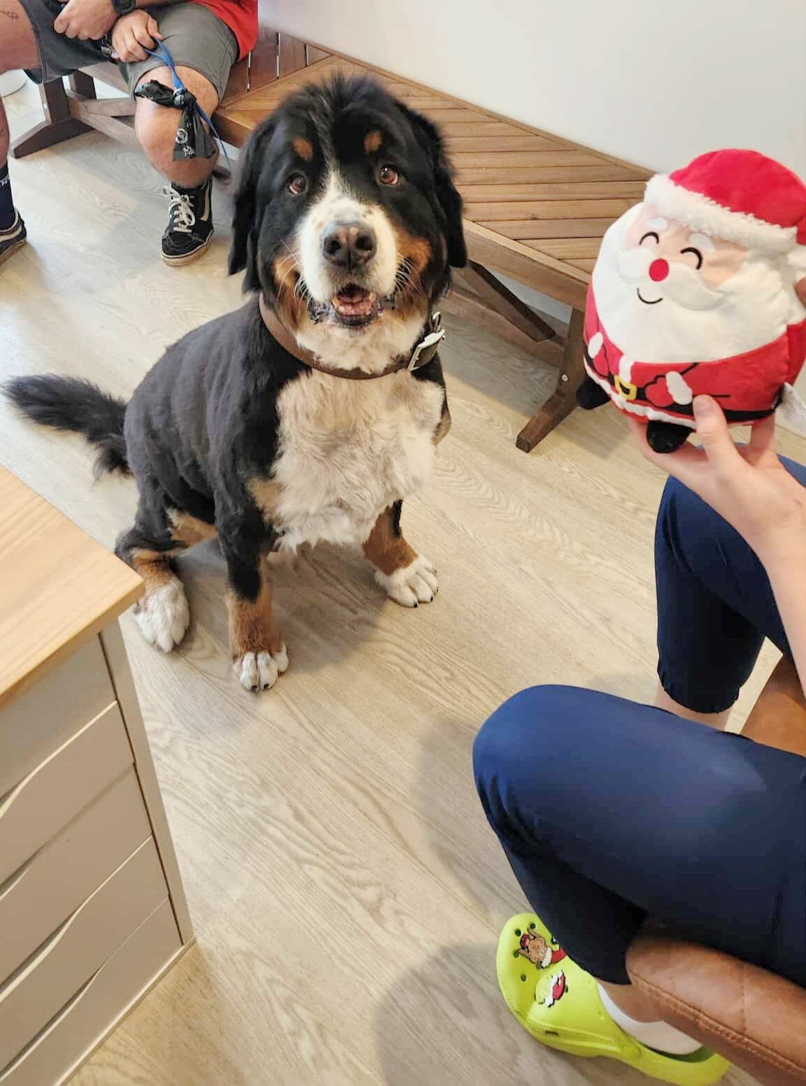 Top 5 Reasons We See Pets Over Christmas - And How to Avoid Them