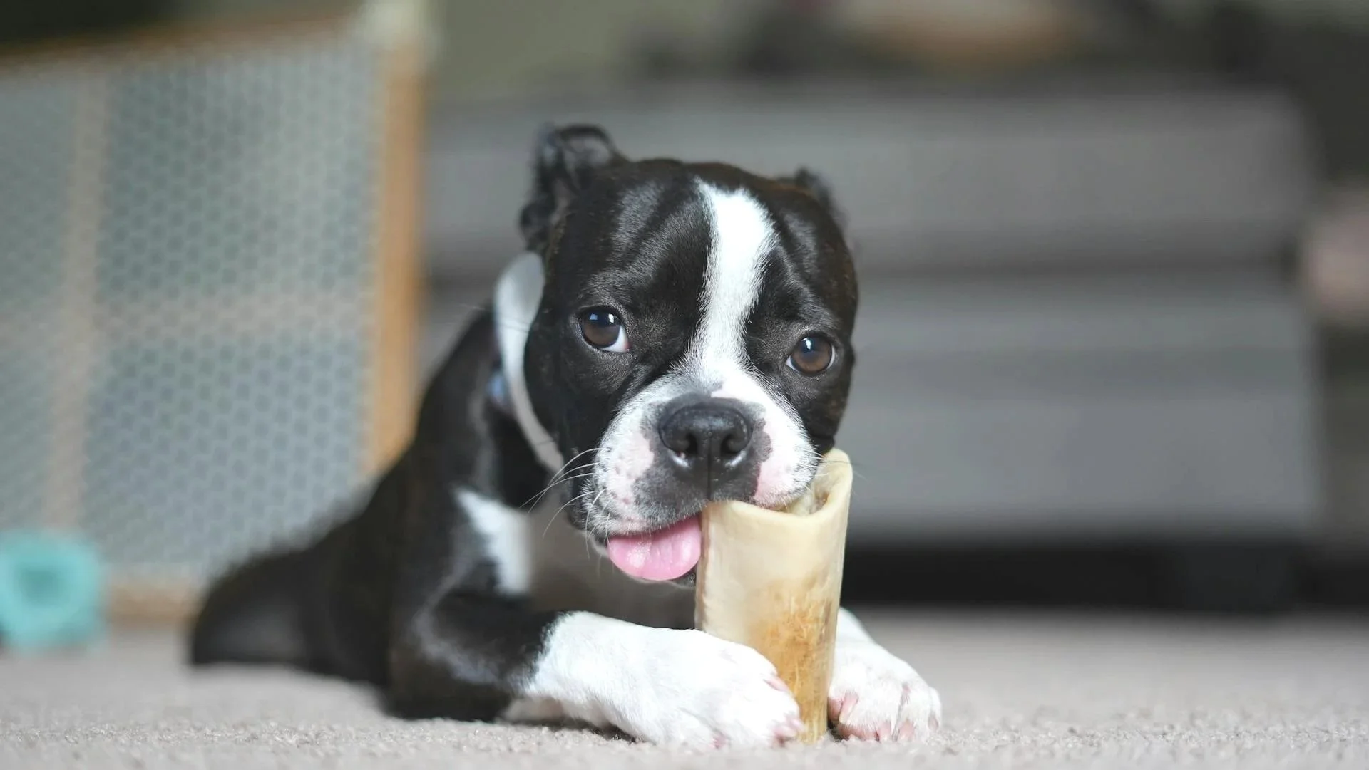 Why Most Vets Don’t Recommend Feeding Bones to Dogs Anymore