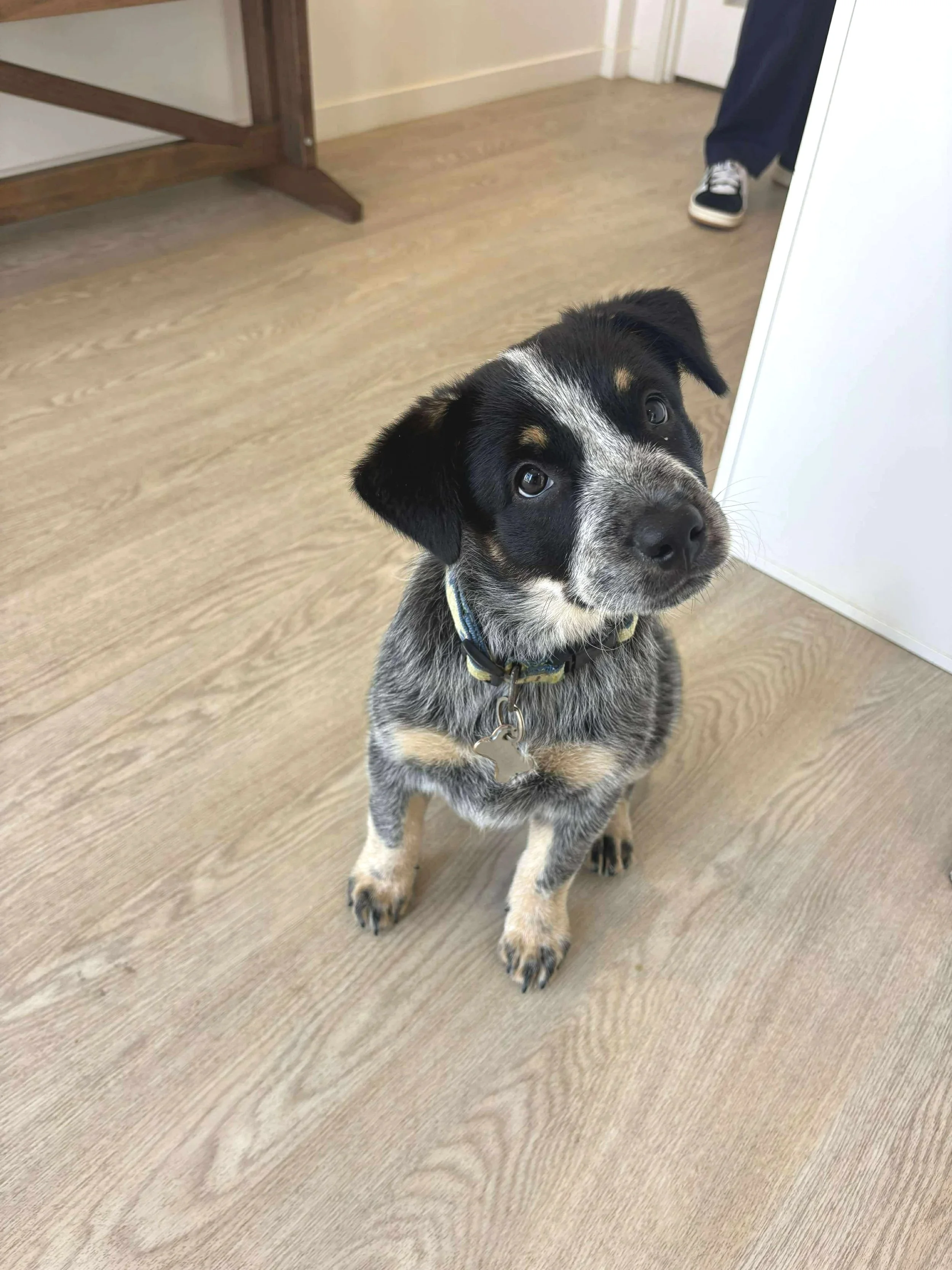 Canine Cough: Why It’s So Common (Even in Vaccinated Dogs)