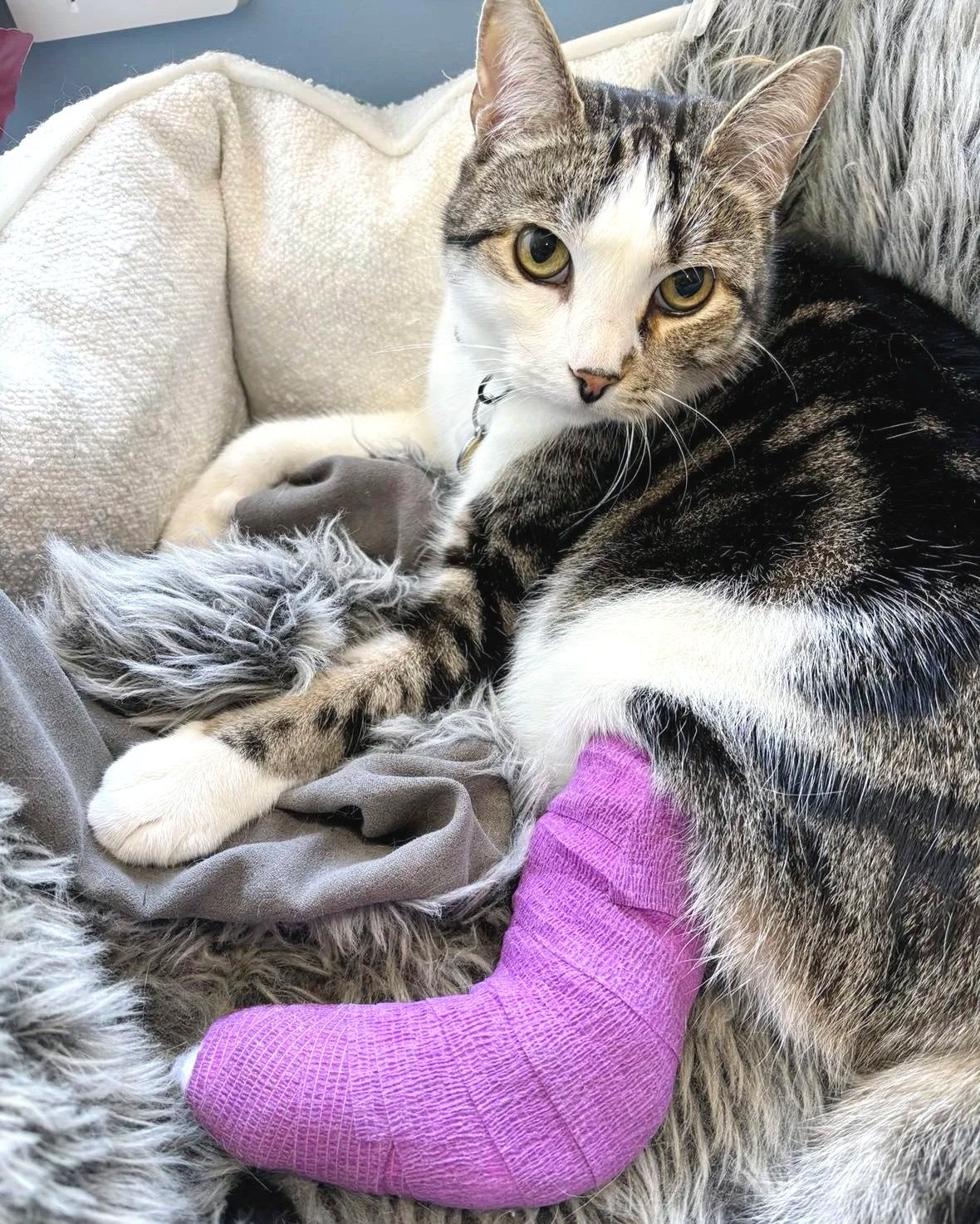 Pet First Aid Kits: What Every Pet Owner Needs on Hand