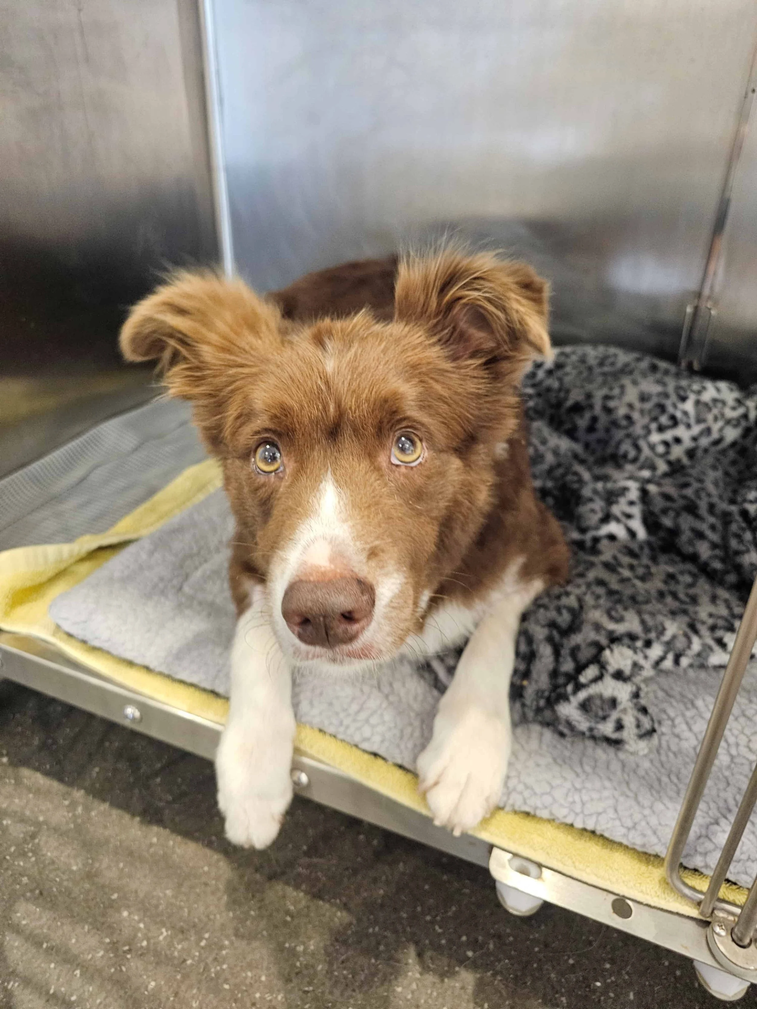 Why Chocolate is So Bad for Our Pets