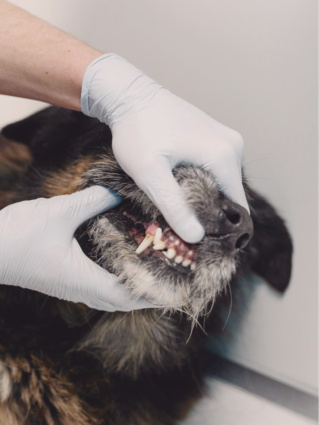 Dental Disease in Pets: More than Just Stinky Breath
