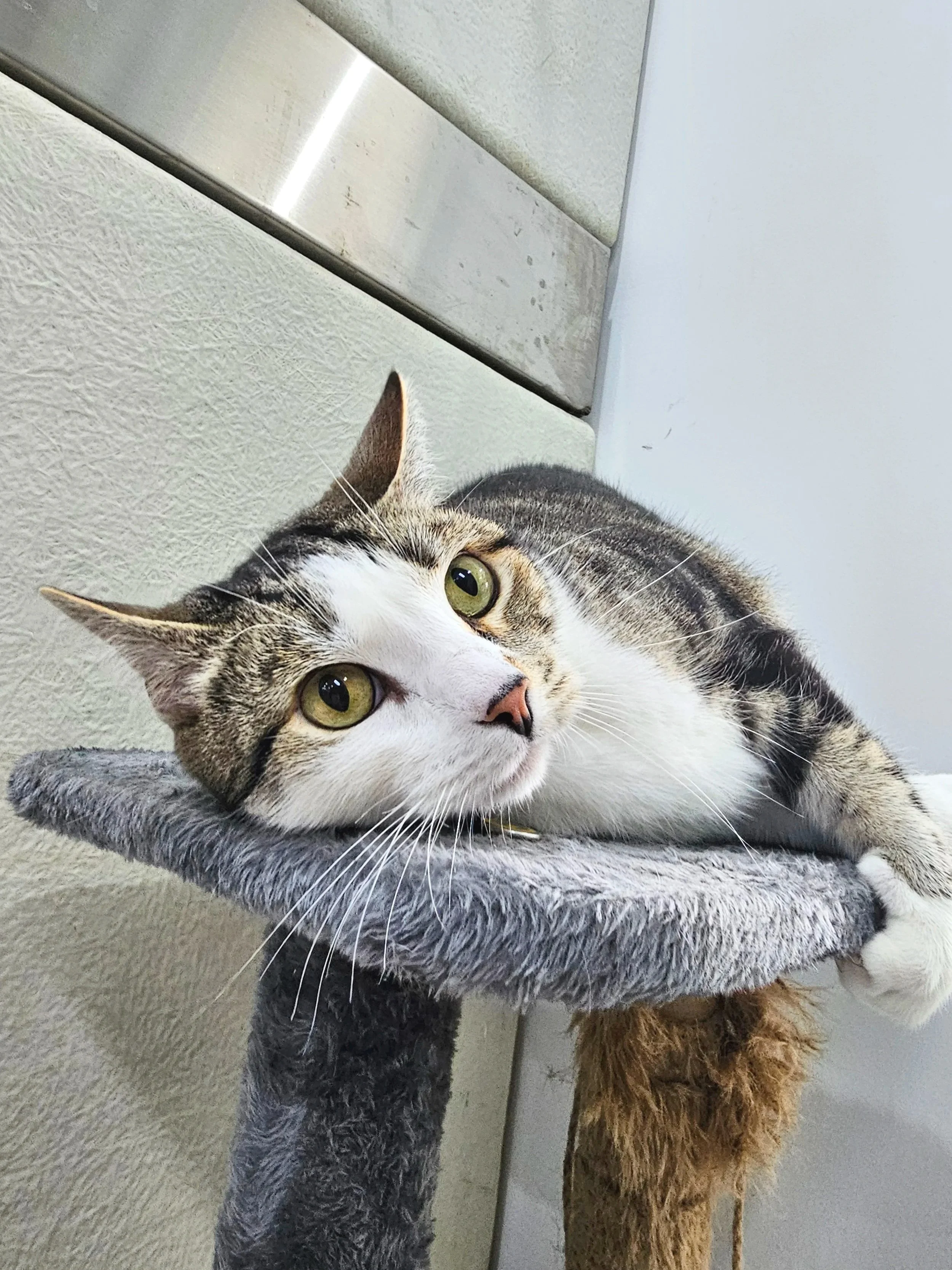 Helping Your Pet Lose Weight: A Practical Guide for Dogs and Cats