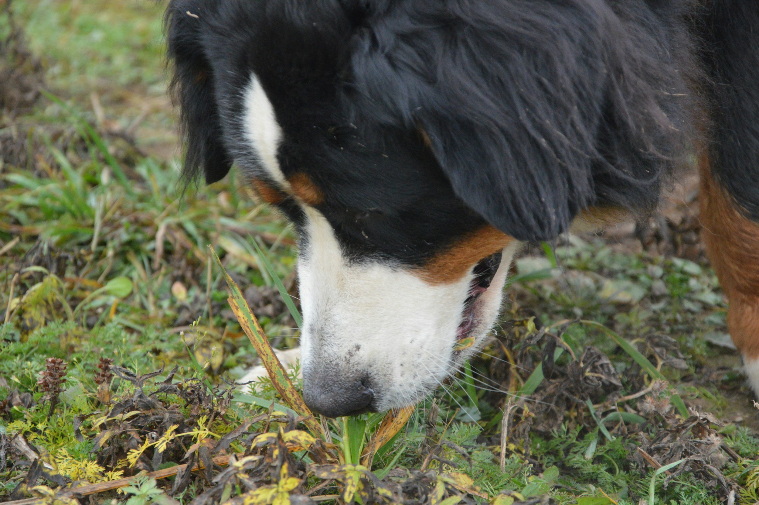 Why You Should Let Your Dog Sniff on Walks