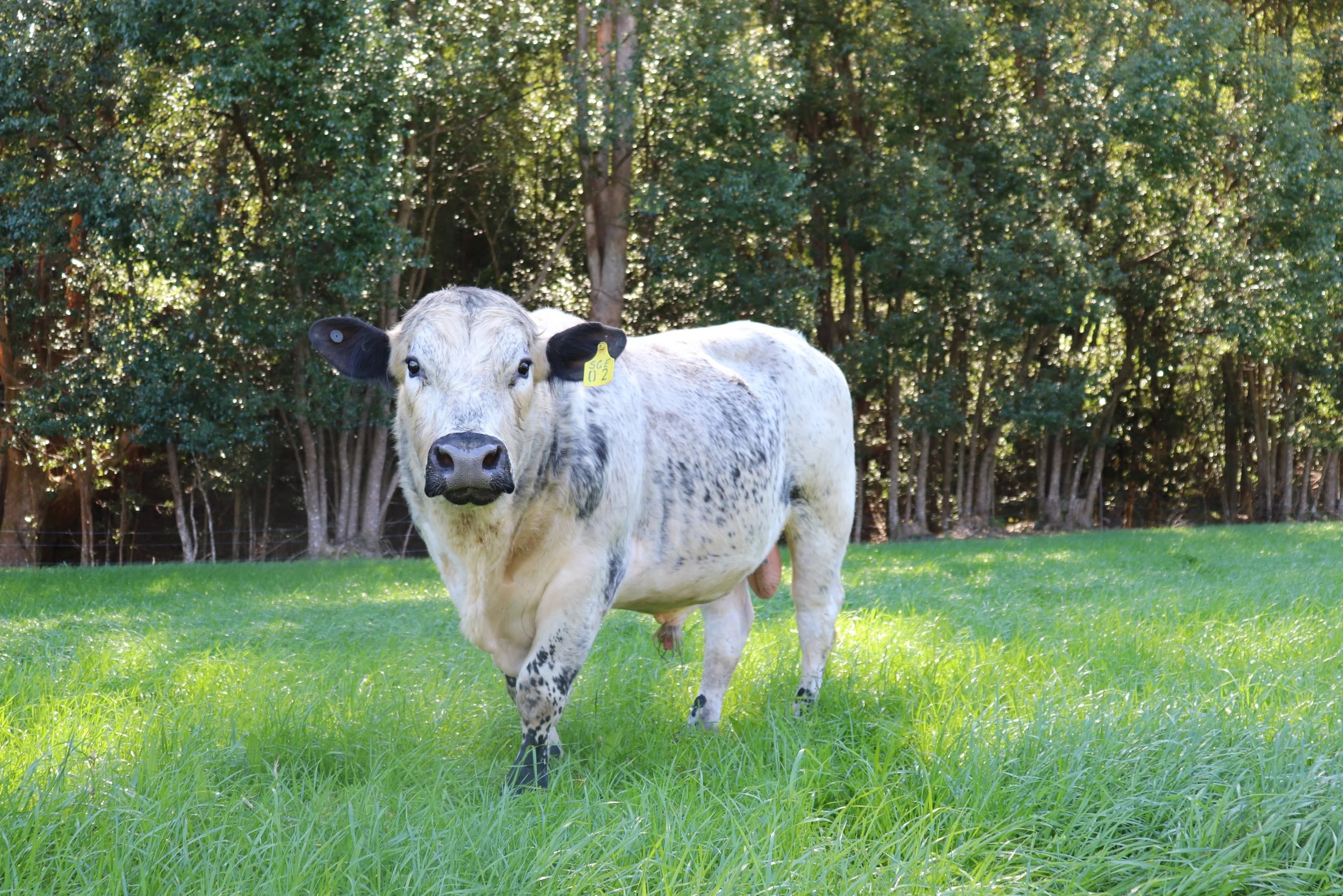 Summer at Bellingdale Farm: Long Days, Lush Paddocks &amp; A Season Full of Promise