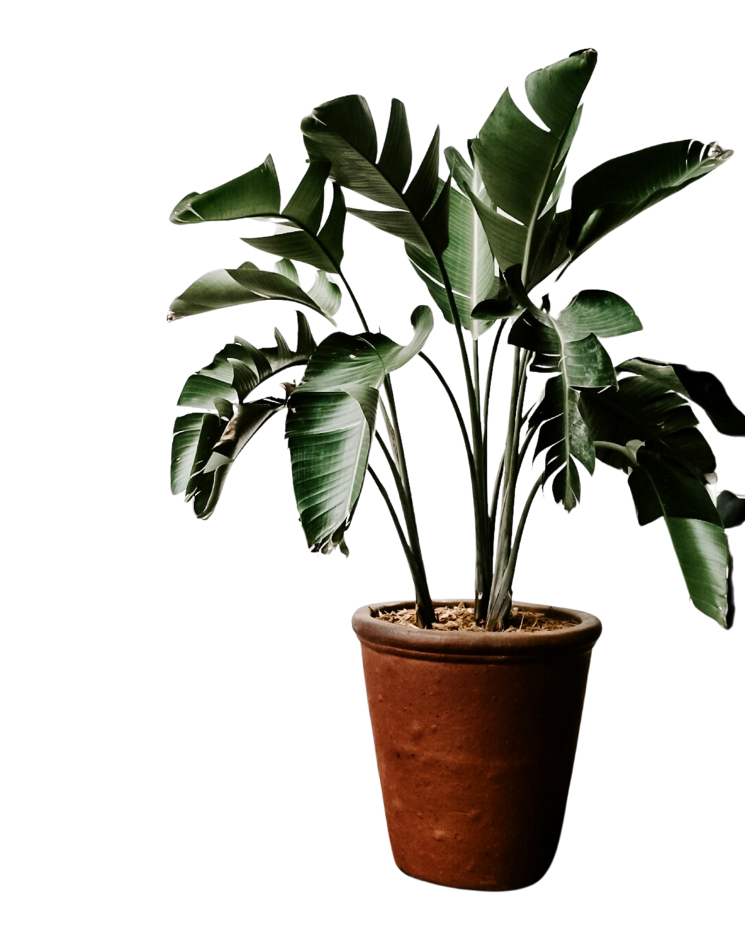 A potted plant with large, dark green leaves in a terra cotta pot