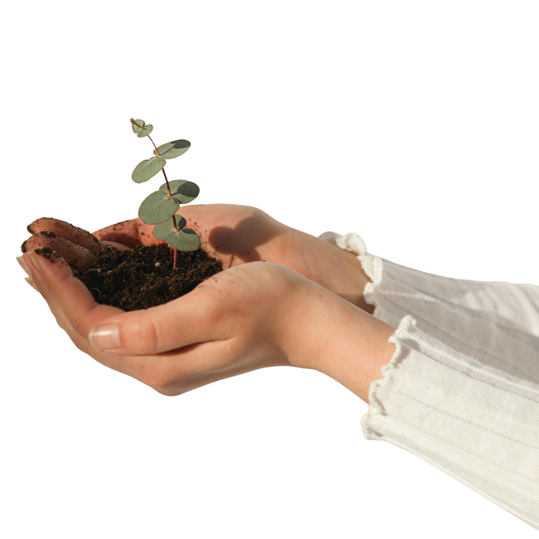 Two hands holding a small pot with a young plant and moist soil