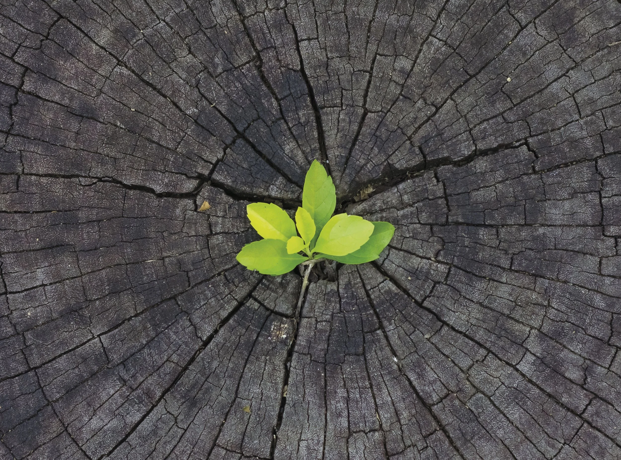 A small green plant growing in the center of a weathered, cracked tree trunk cross section.