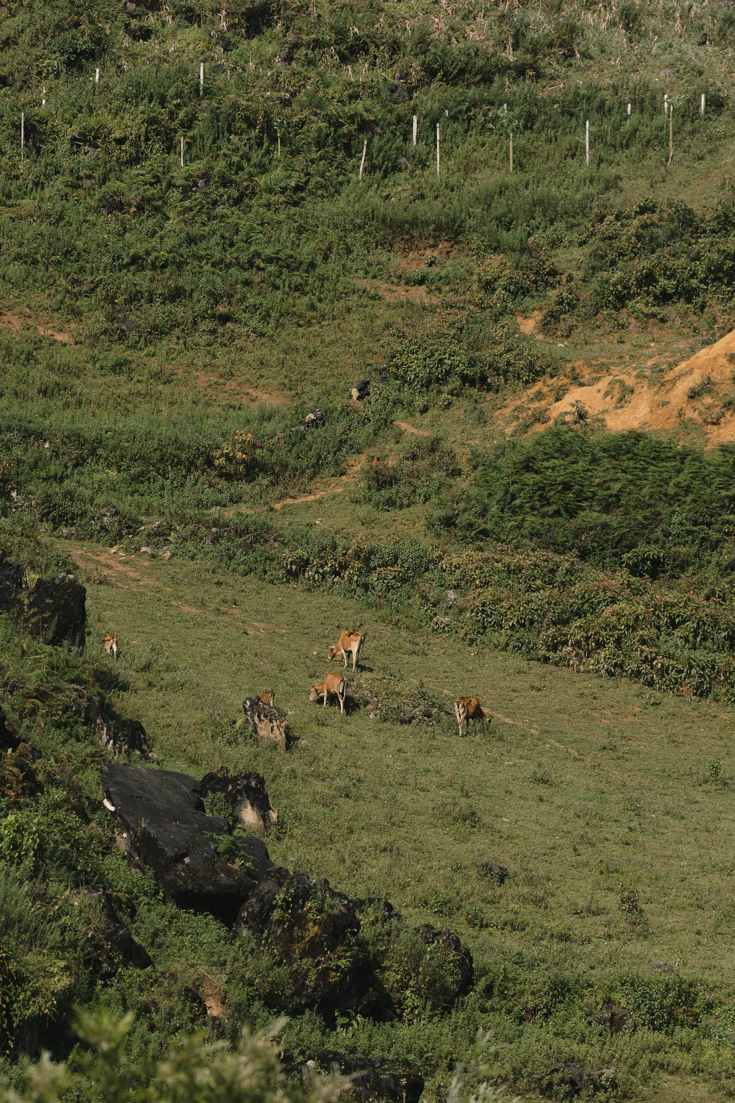 DES THAO & JORDAN 07871.JPG