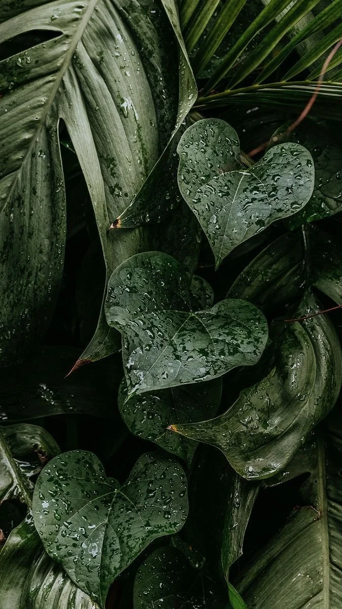 Close-up of green tropical leaves with water droplets, including heart-shaped leaves and long, ridged leaves.
