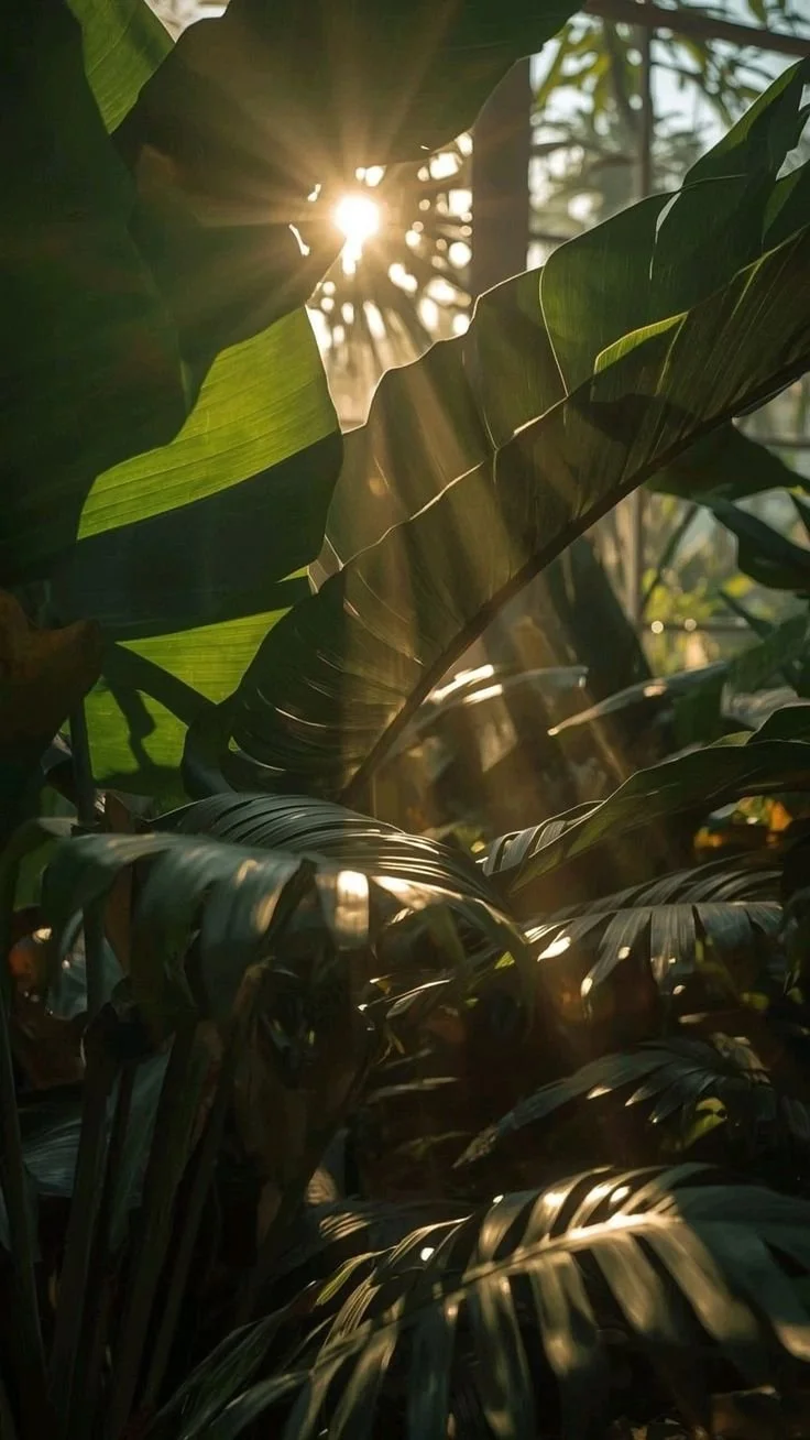 Sunlight shining through dense green tropical plant leaves.