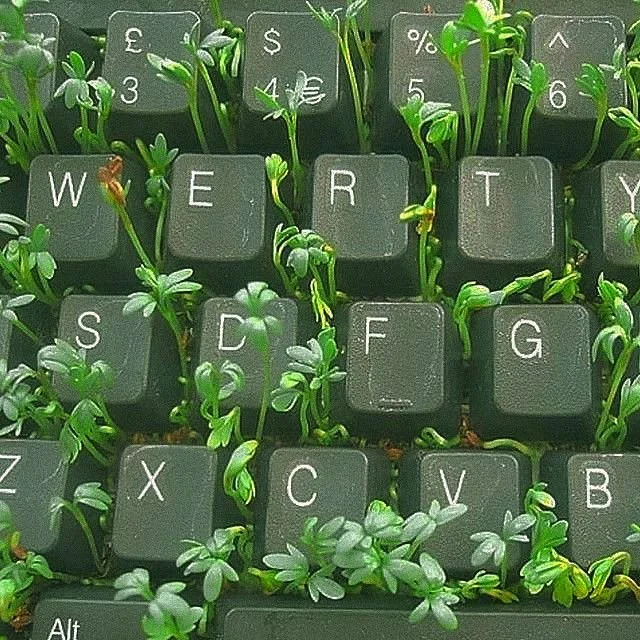 Close-up of a computer keyboard with green sprouts growing between the keys.