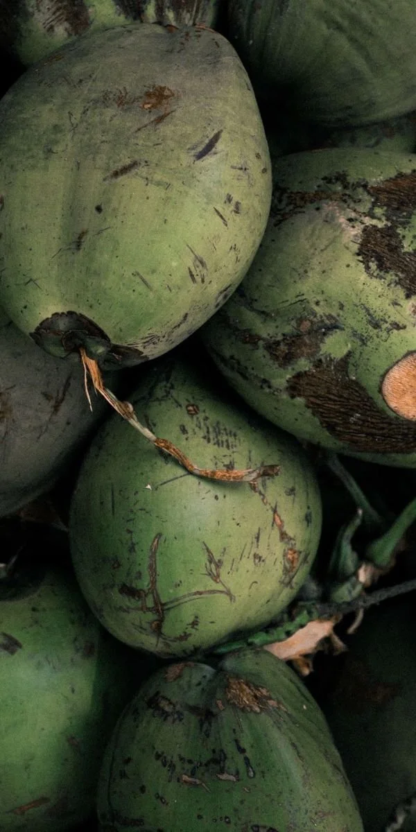 Close-up of green coconuts with brown scratches and some dried leaves attached.