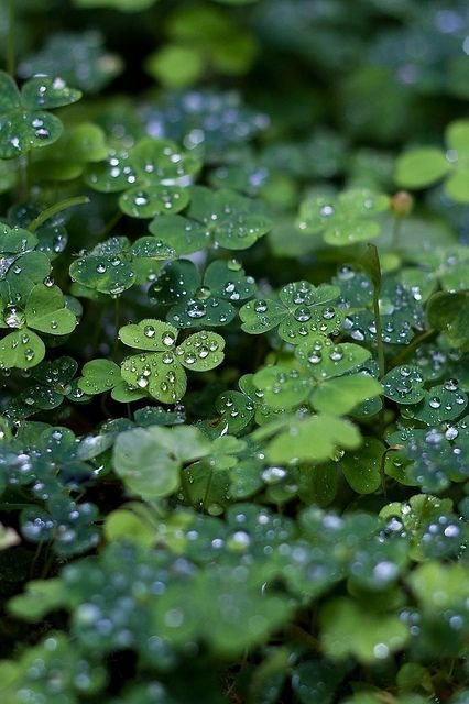 Close-up of green clover leaves with water droplets on them in a garden or natural setting.