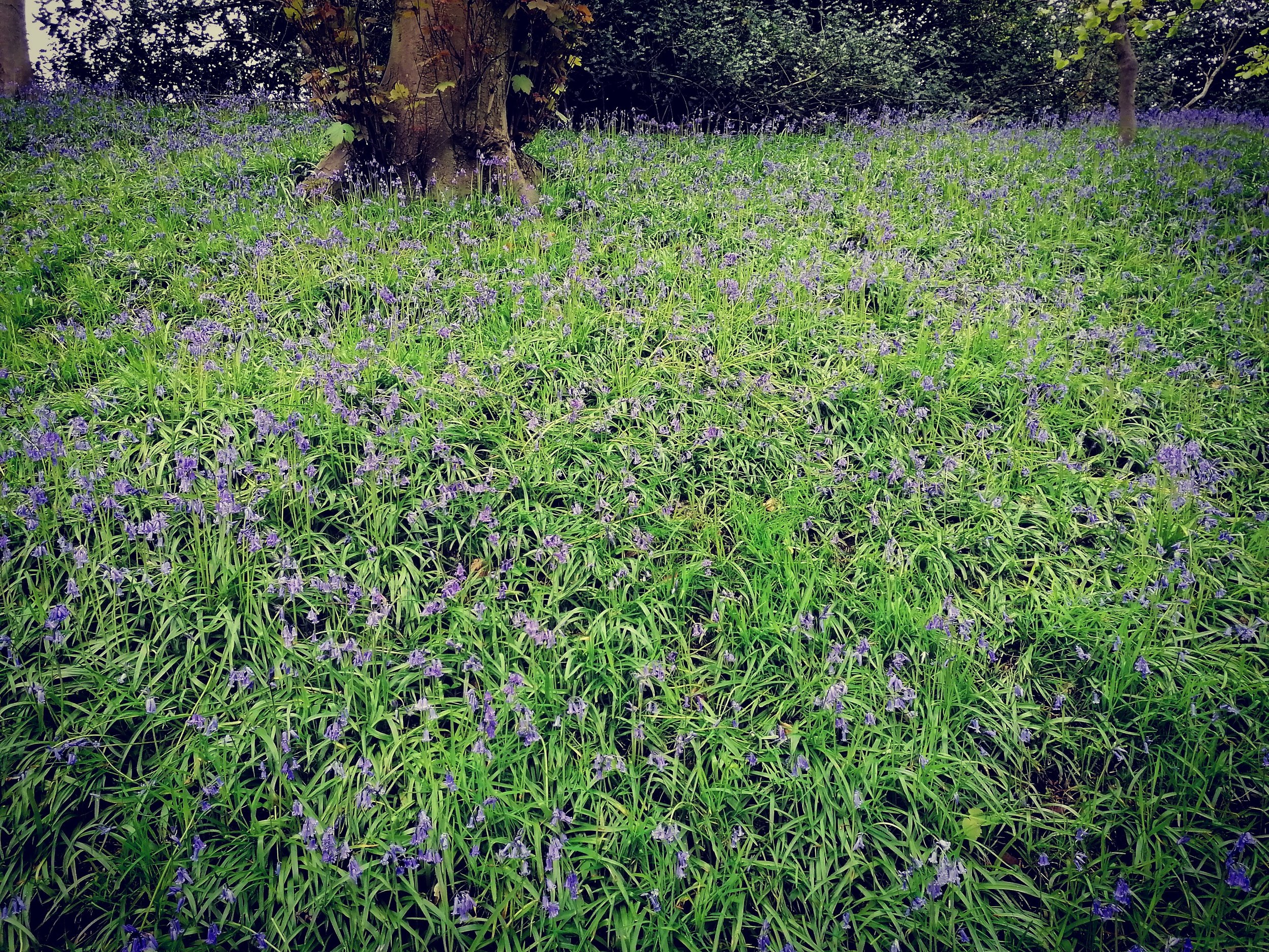 Bluebell carpet