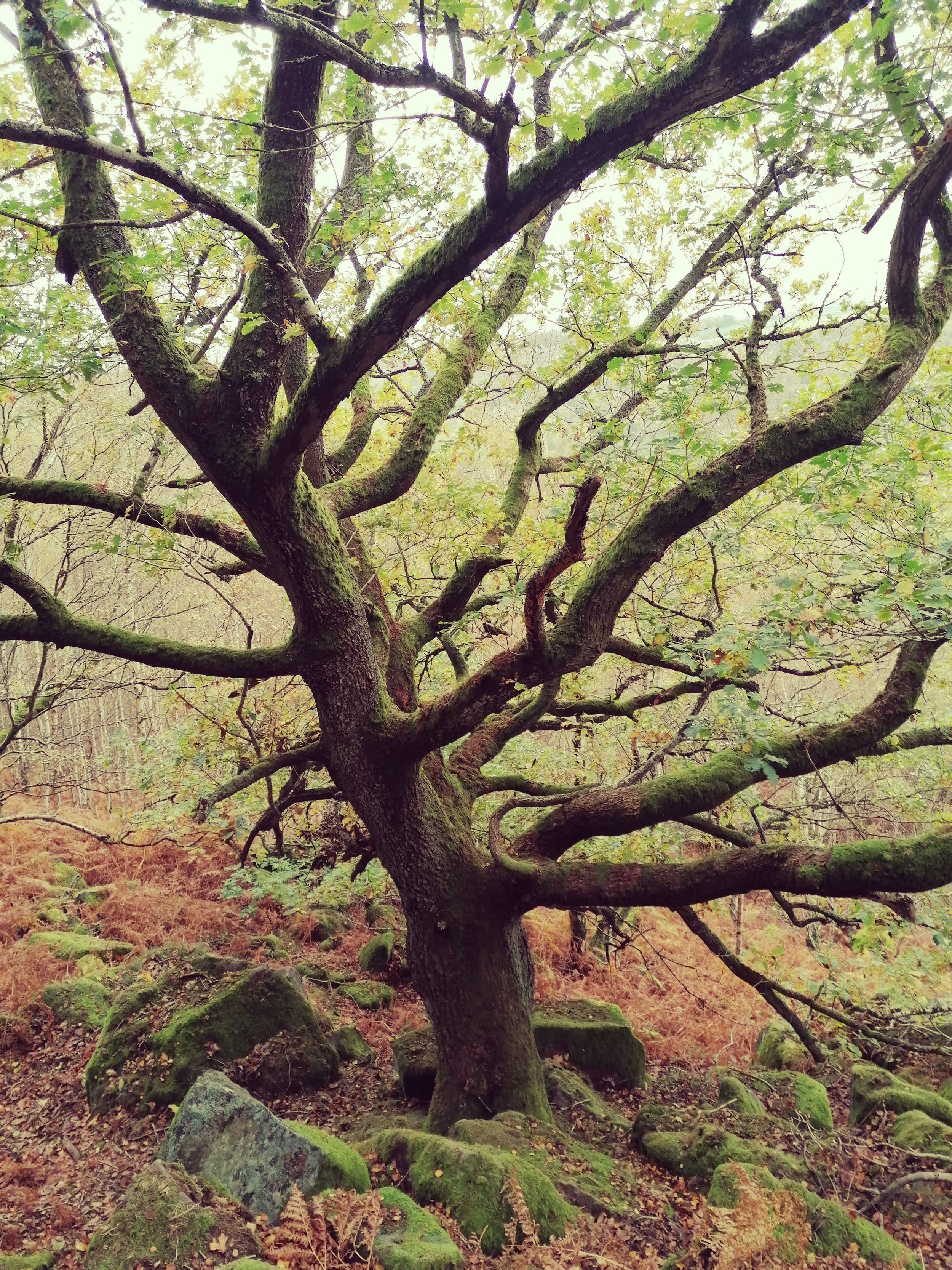 Interestingly shaped tree