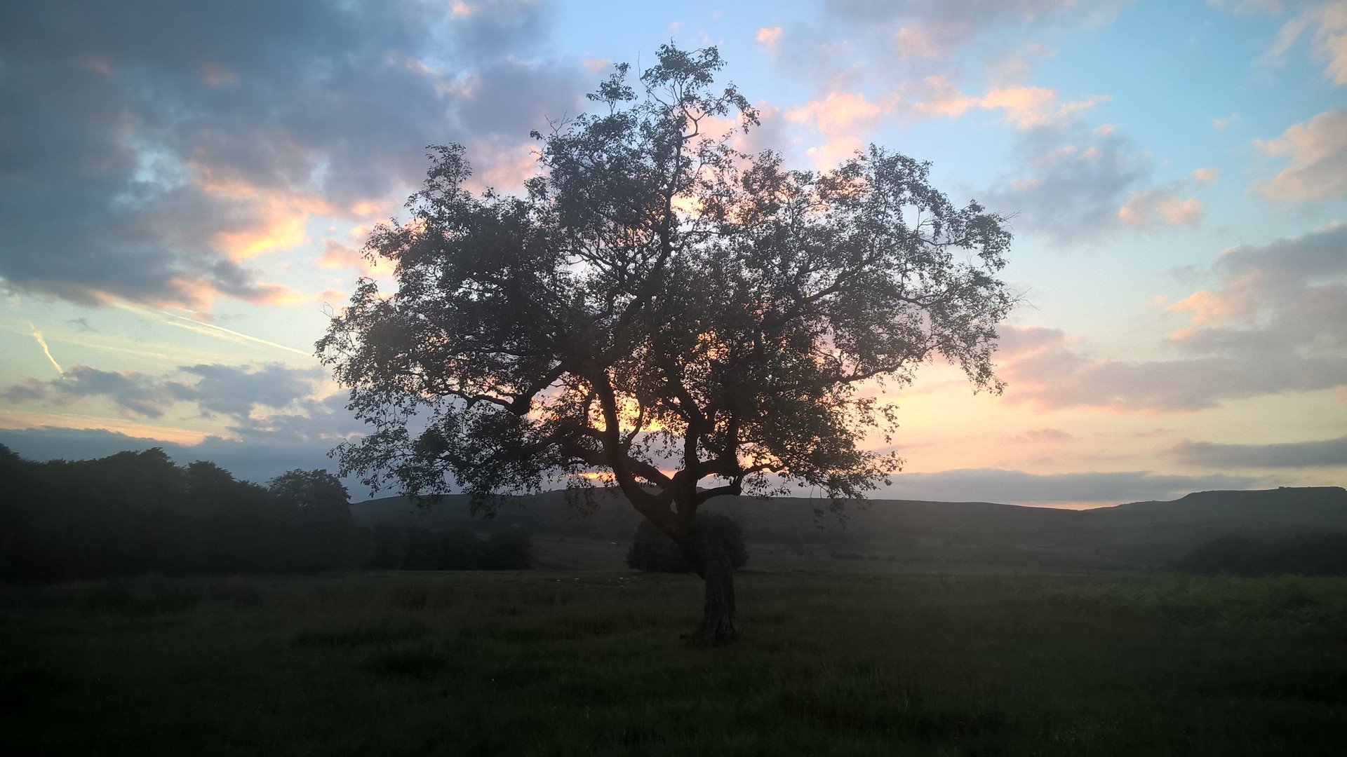 Sunset tree at Longshaw