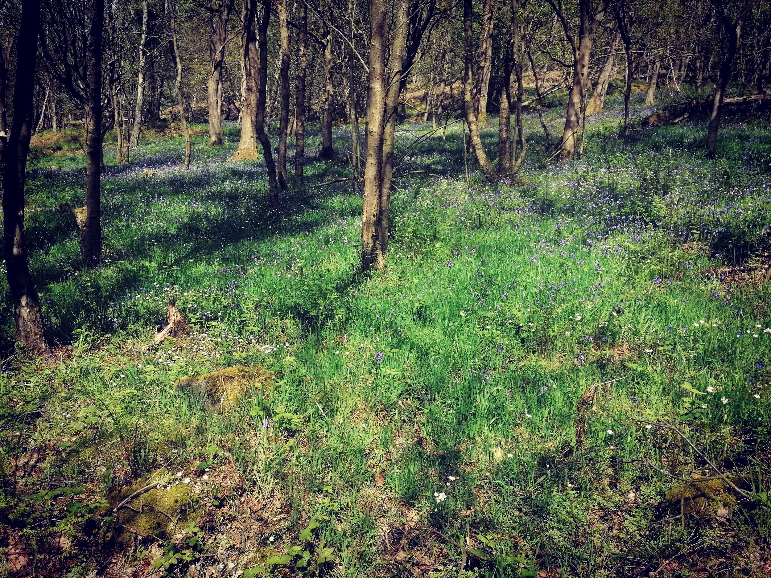 More bluebell carpets