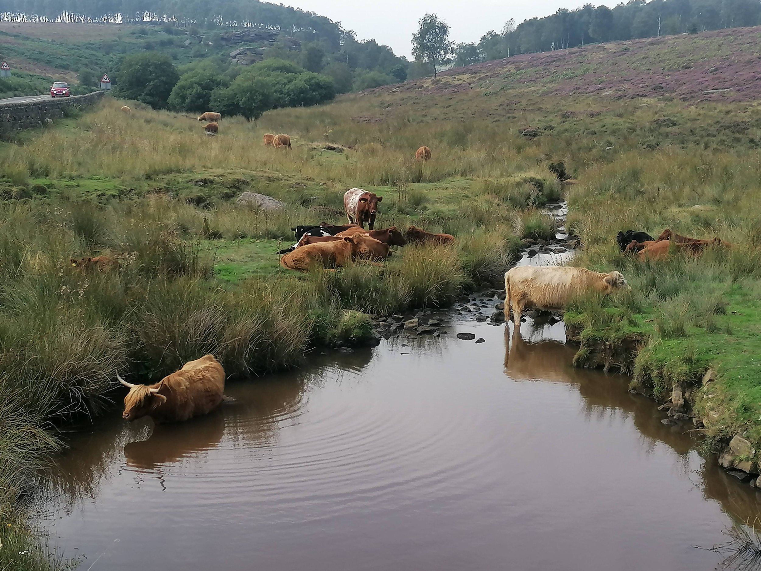 Cows graze and bathe near Baslow