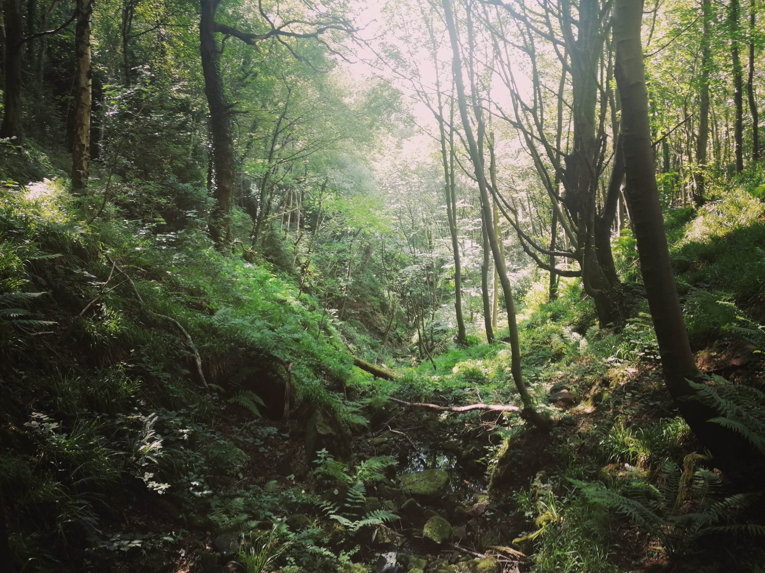 Lush greenery