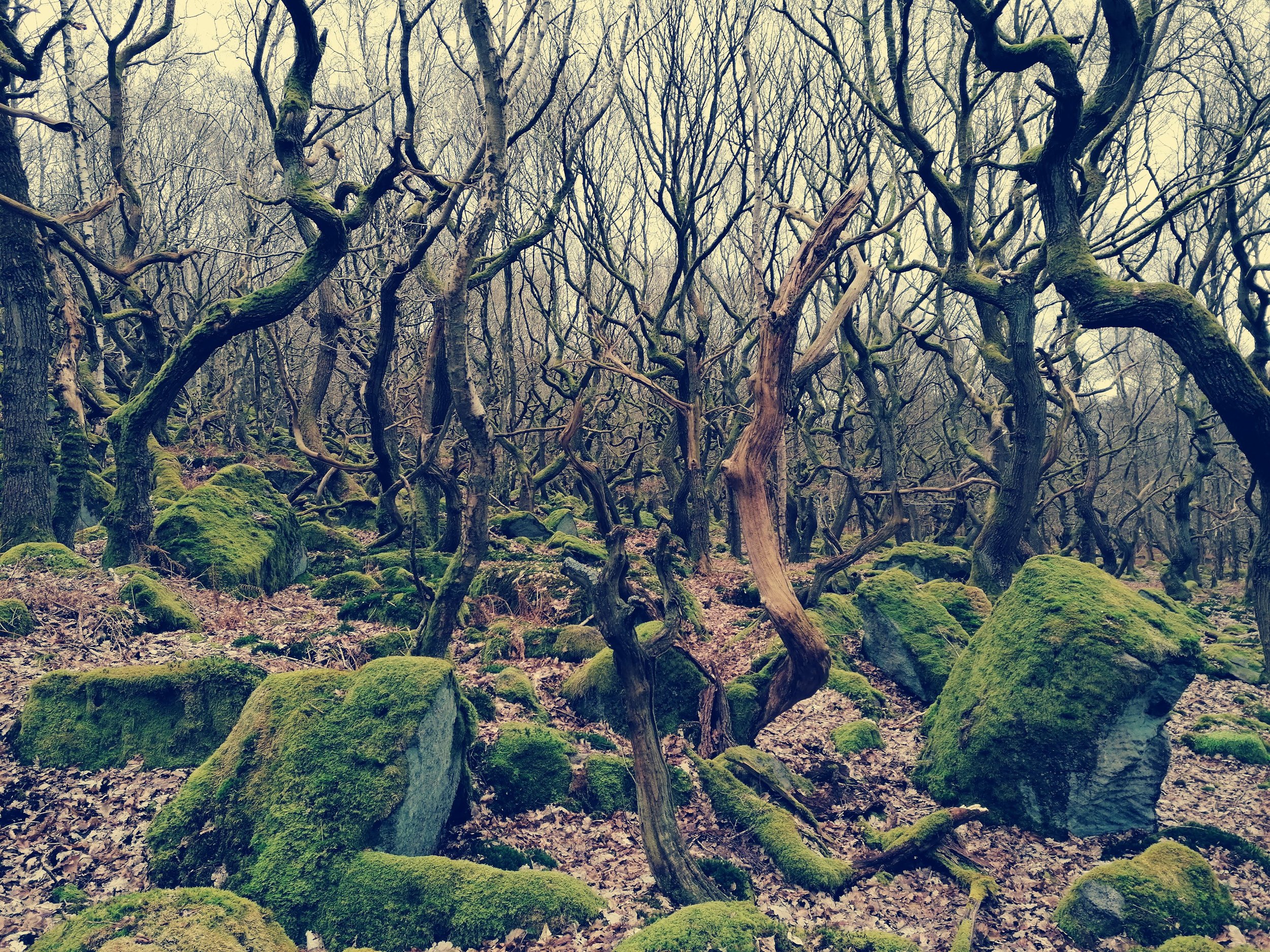 Witchy oak woods