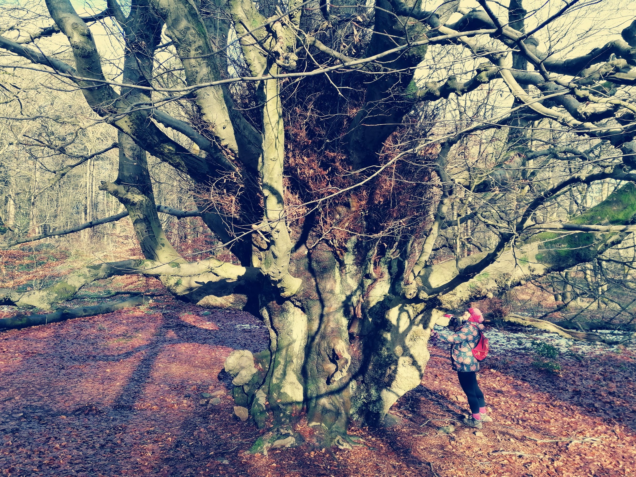 Hugging the huge tree at Blacka moor