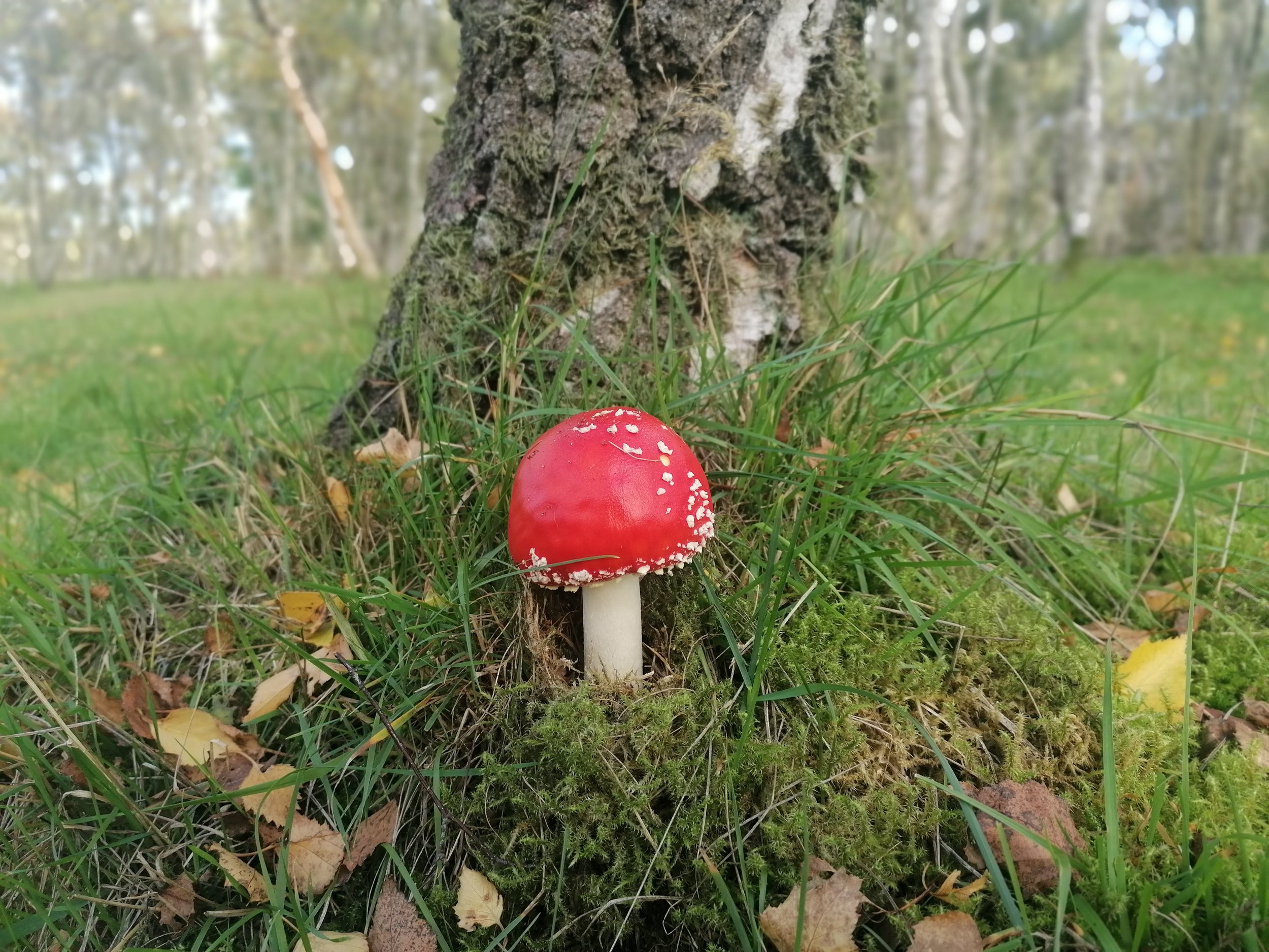Mushroom land
