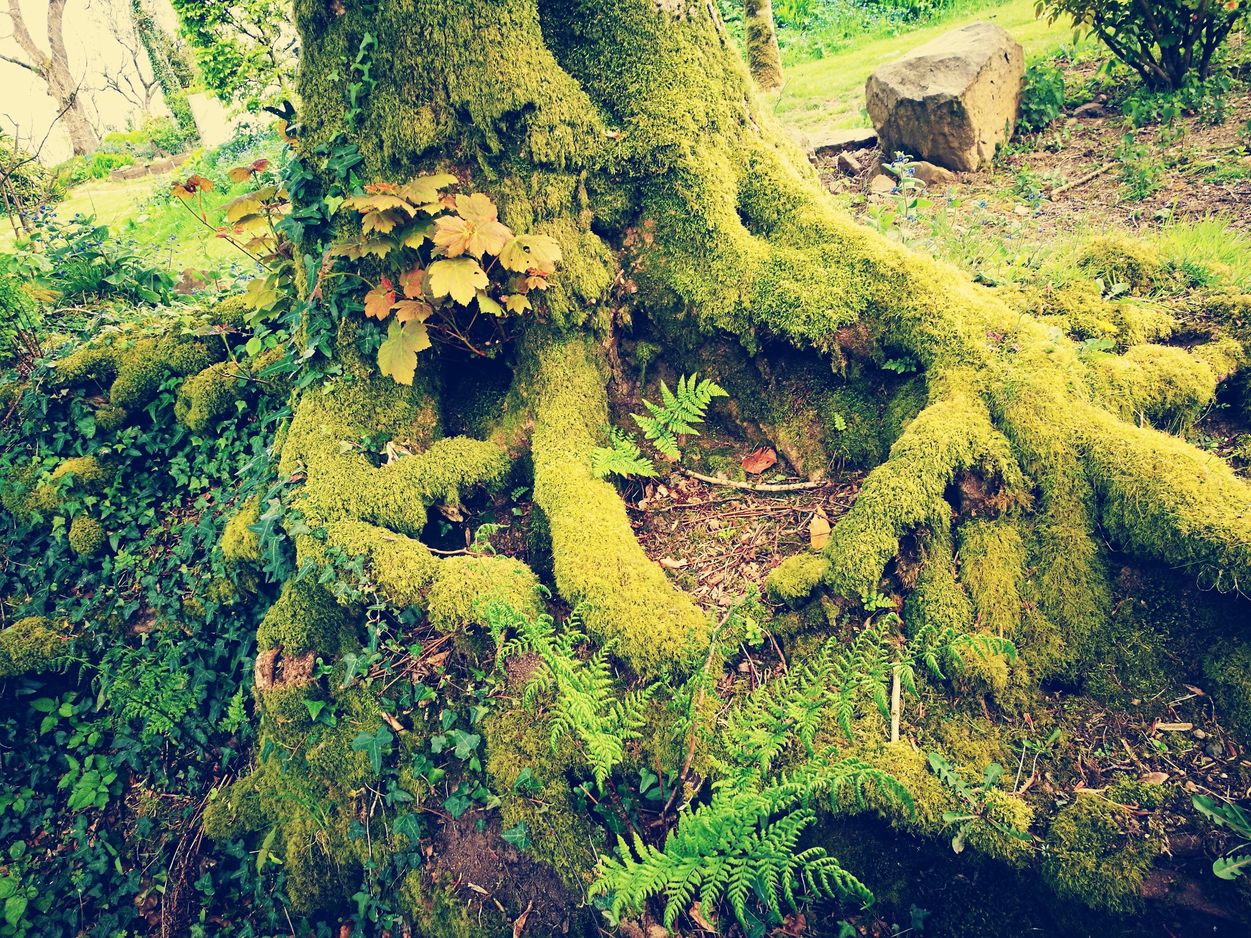 Mossy tree roots, location unknown