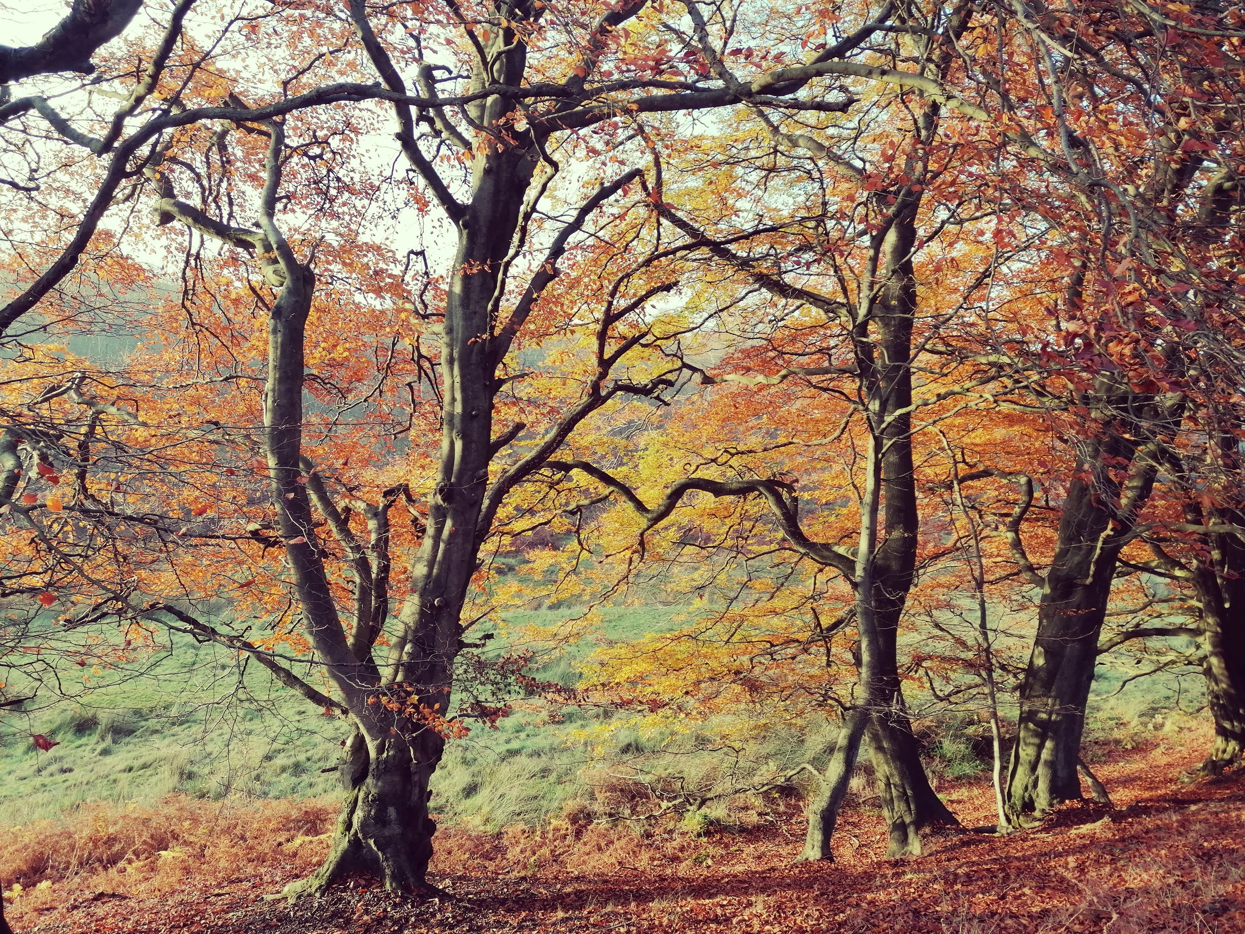 Autumn woodland