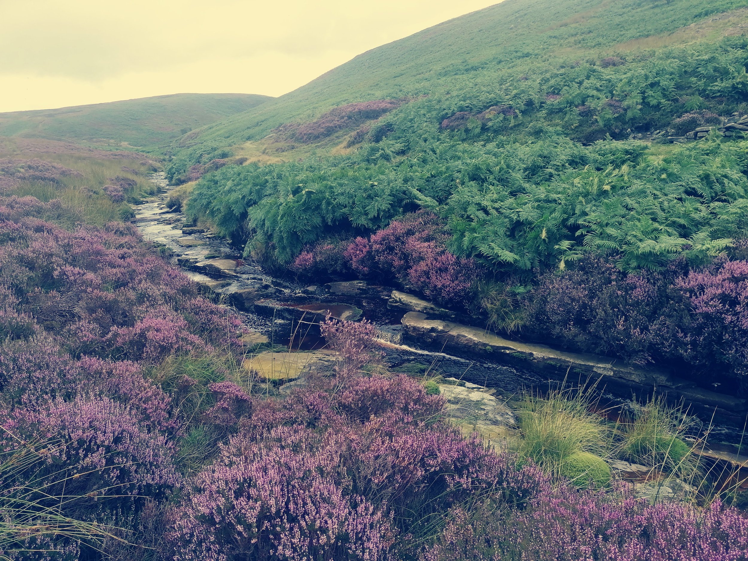 Heather moors near Langsett