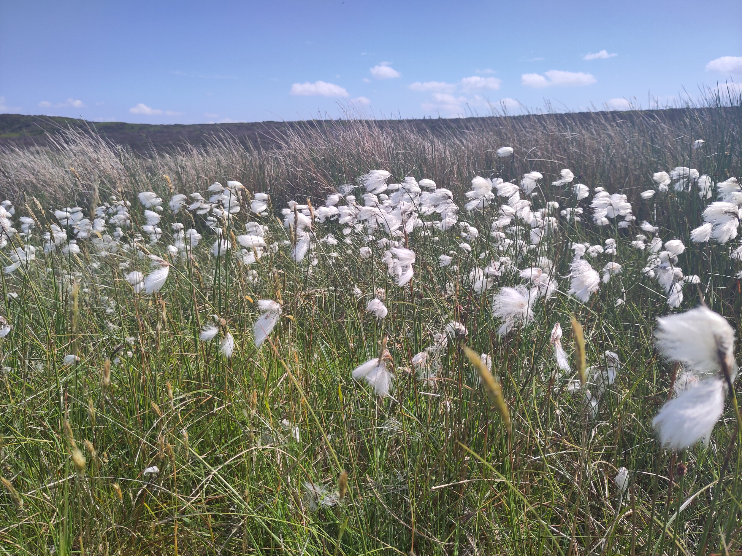 Cotton grass on the moors above Redmires