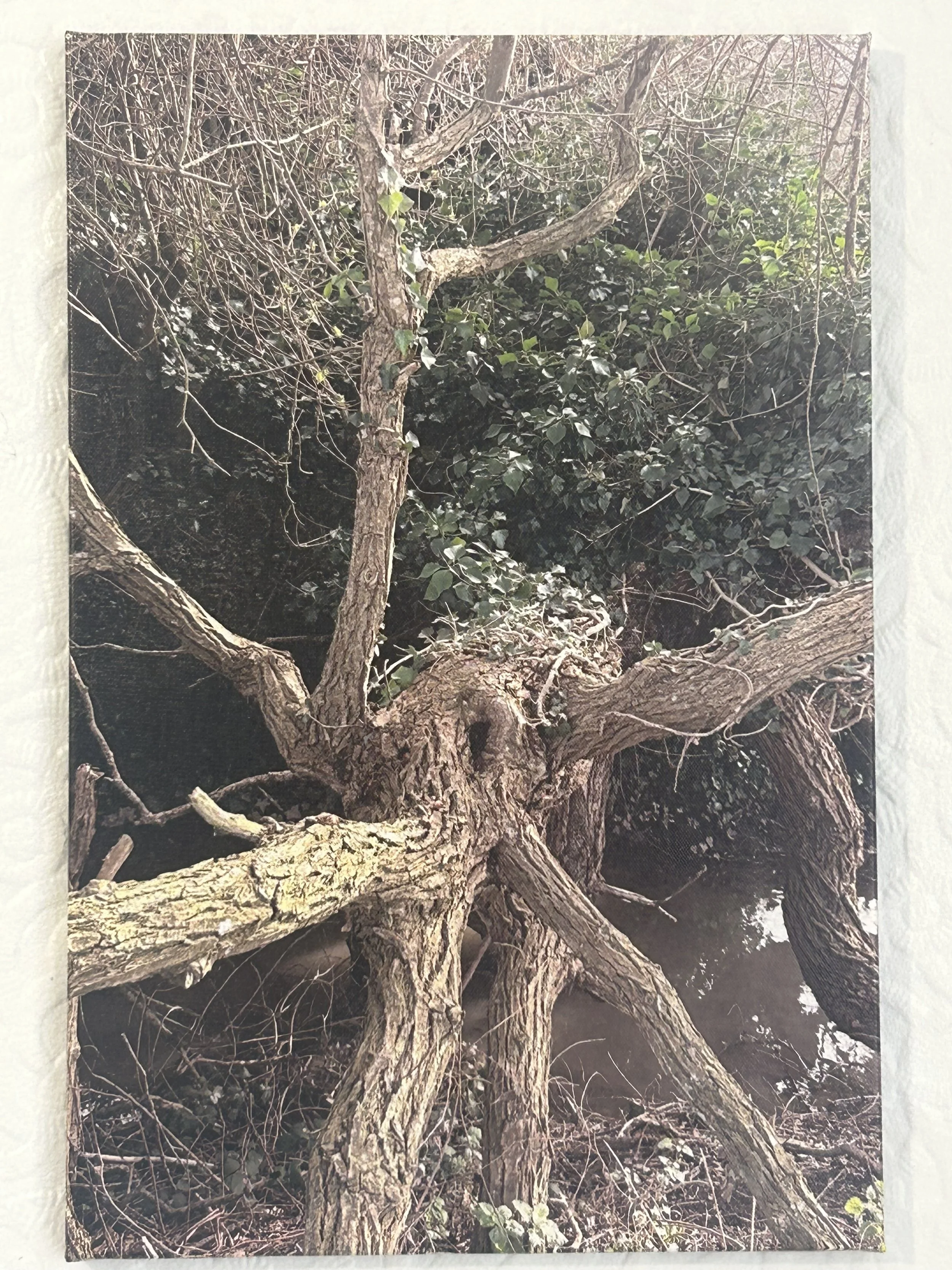 Photo of a tree with multiple twisted and gnarled branches, some of which have green leaves while others are bare, against a dark background.
