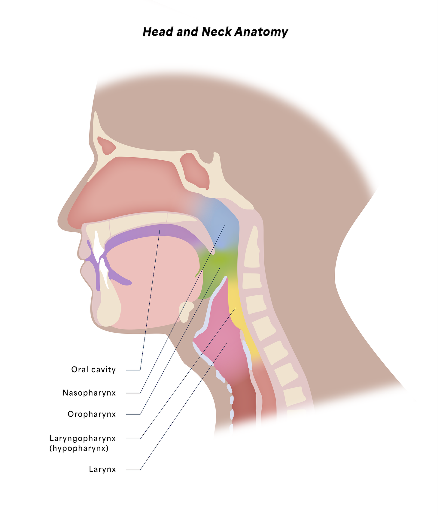 Head & Neck Anatomy