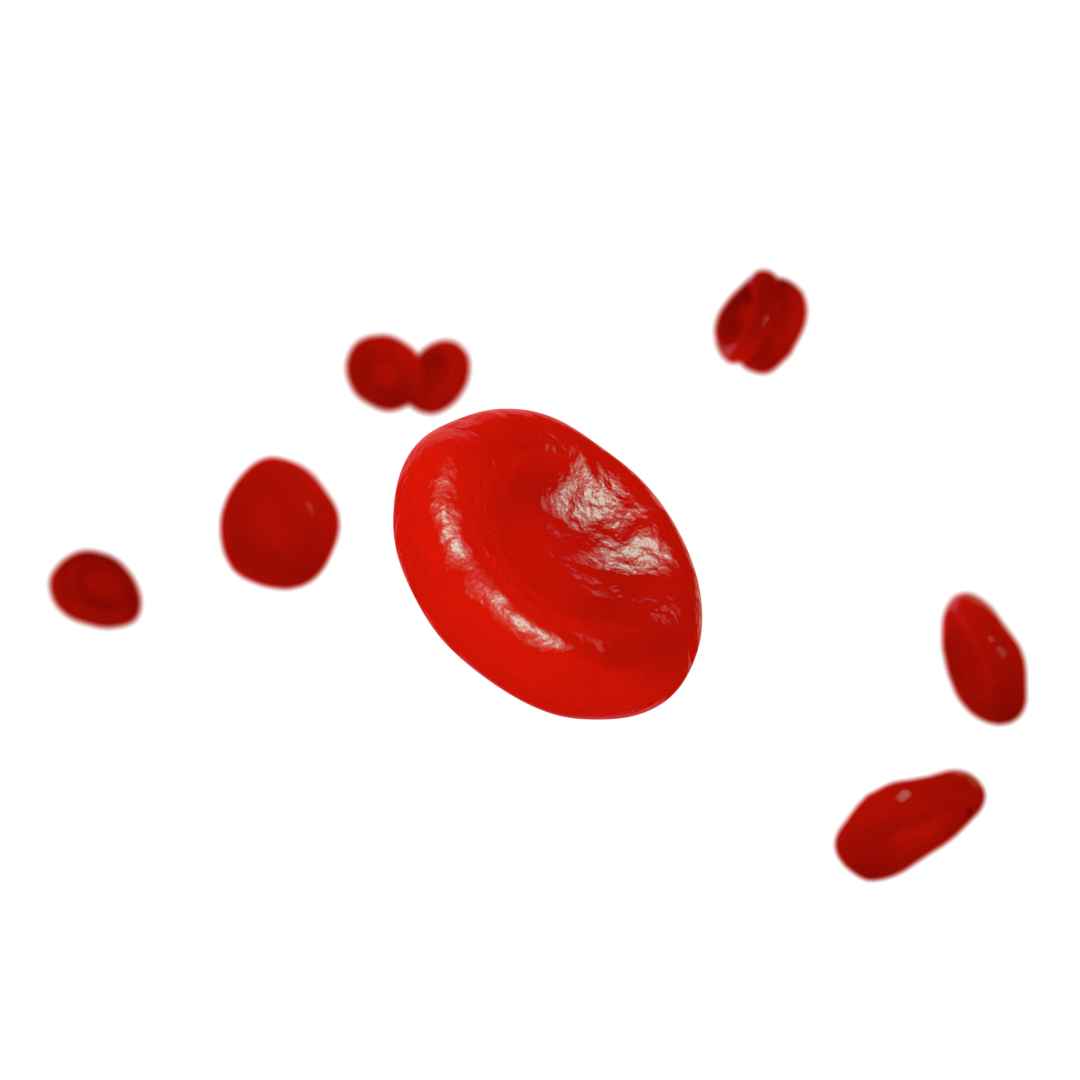 Erythrocytes transparent copy.png