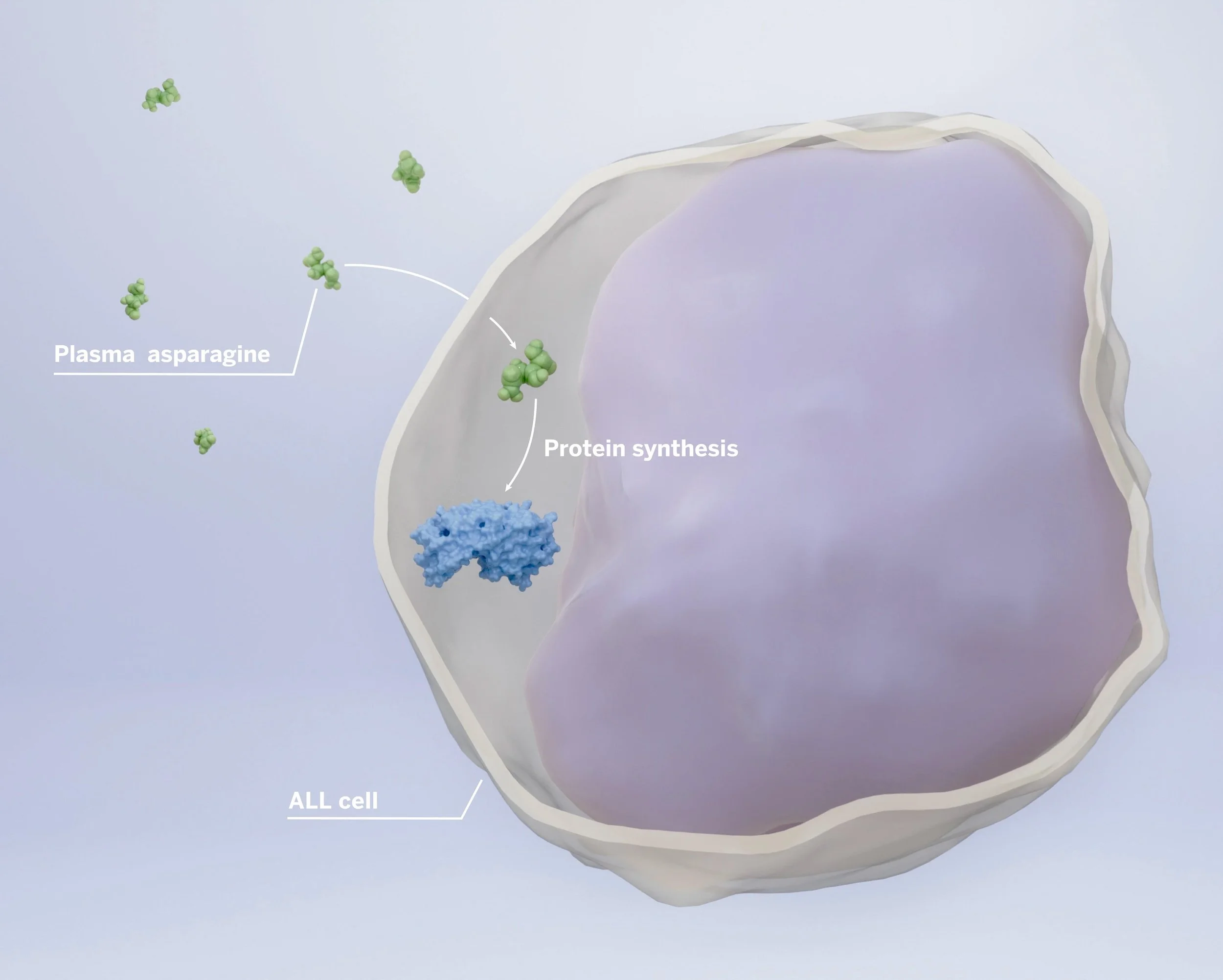 Acute Lymphocytic Leukemia