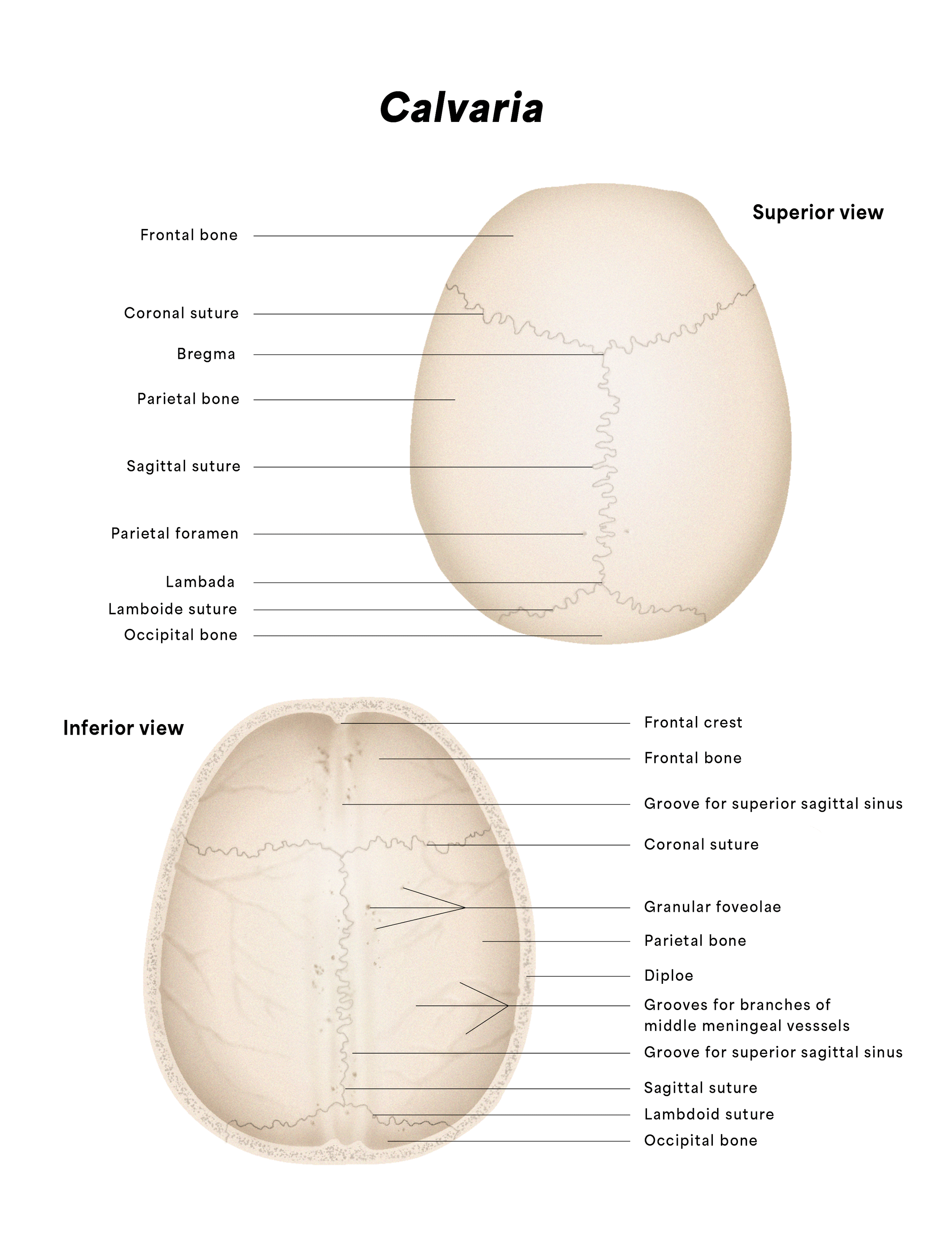 Calvaria Anatomy