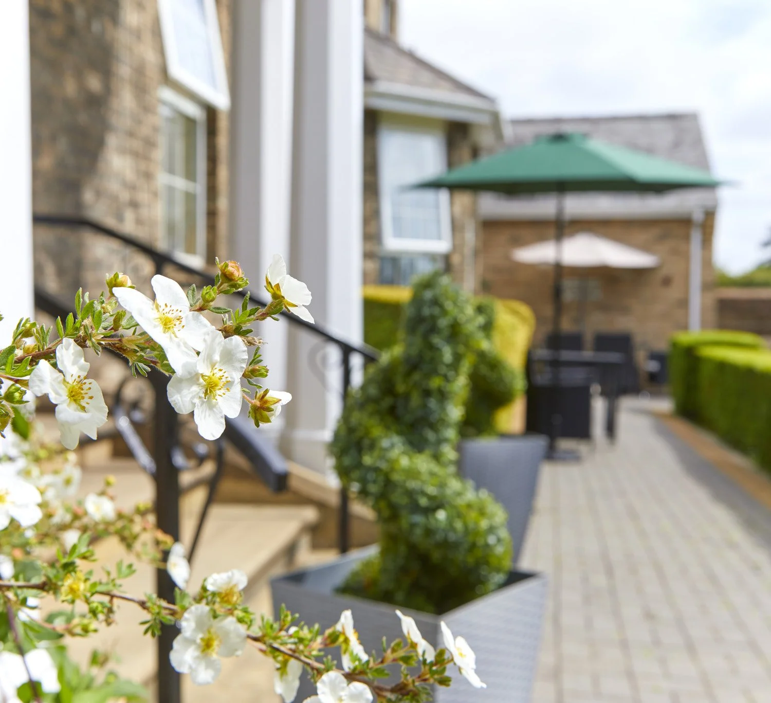 Close-up of white flowering plant on black metal railing in backyard patio with green umbrella and outdoor furniture