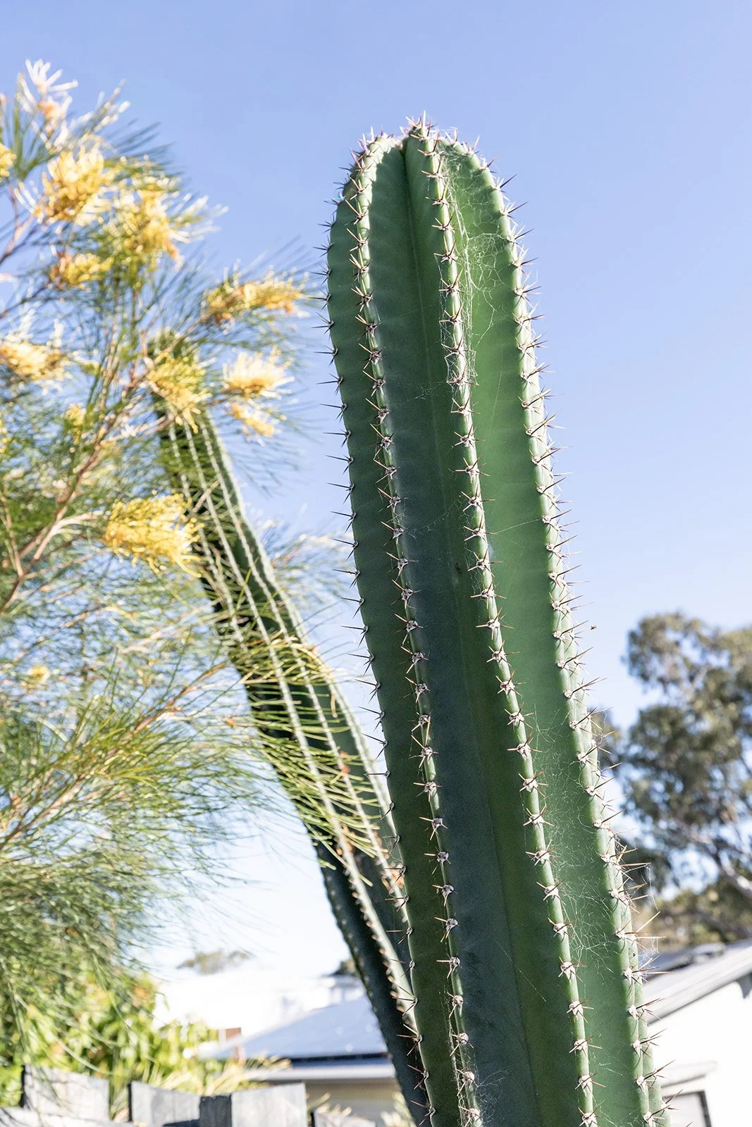 seventeen-seventy-backyard-renovation-cactus.jpg